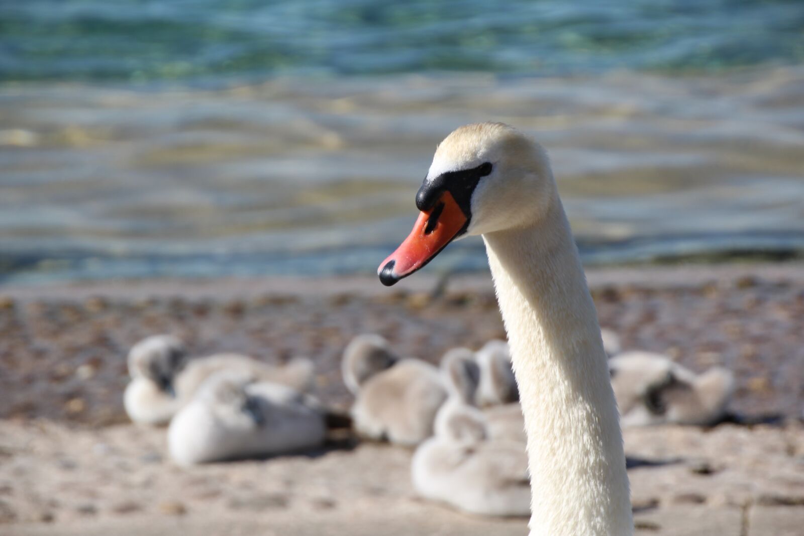 Canon EOS 1200D (EOS Rebel T5 / EOS Kiss X70 / EOS Hi) sample photo. Swan, swan family, bill photography