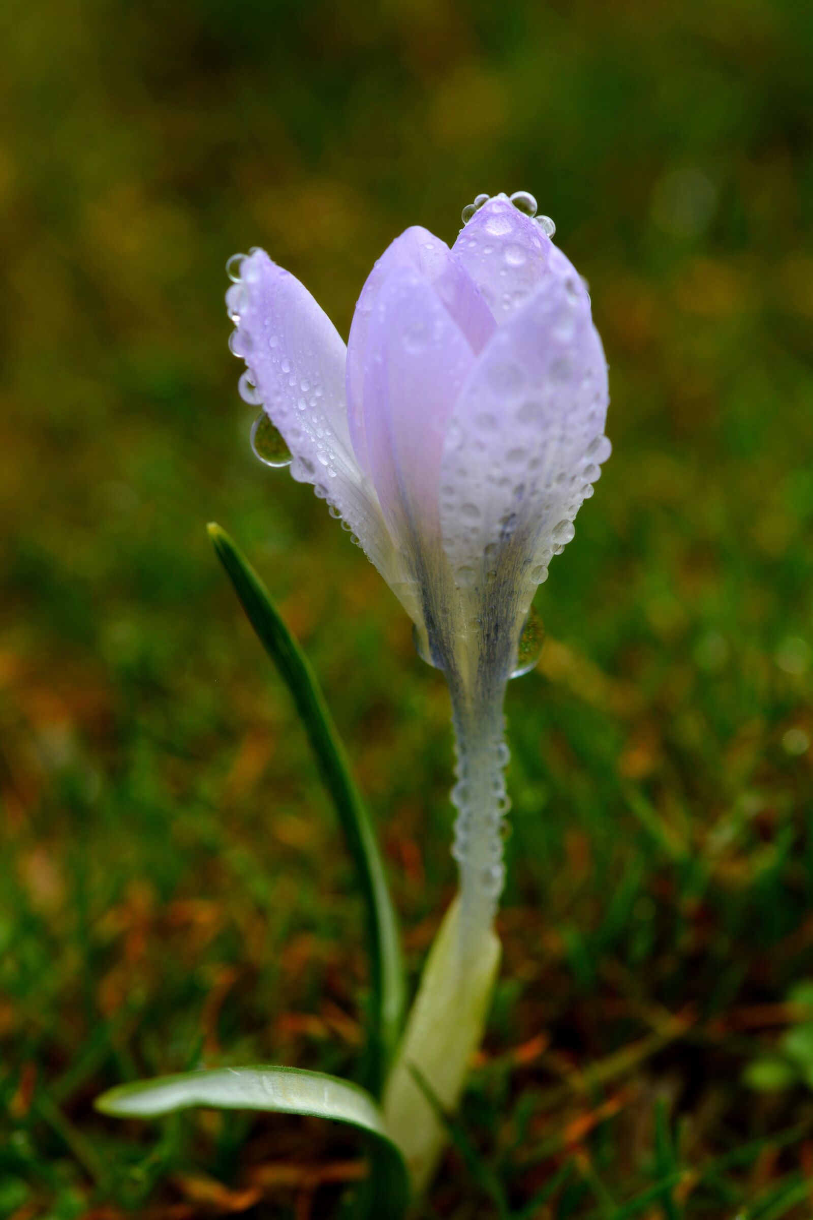 Nikon D5200 sample photo. Flower, drops, plant photography
