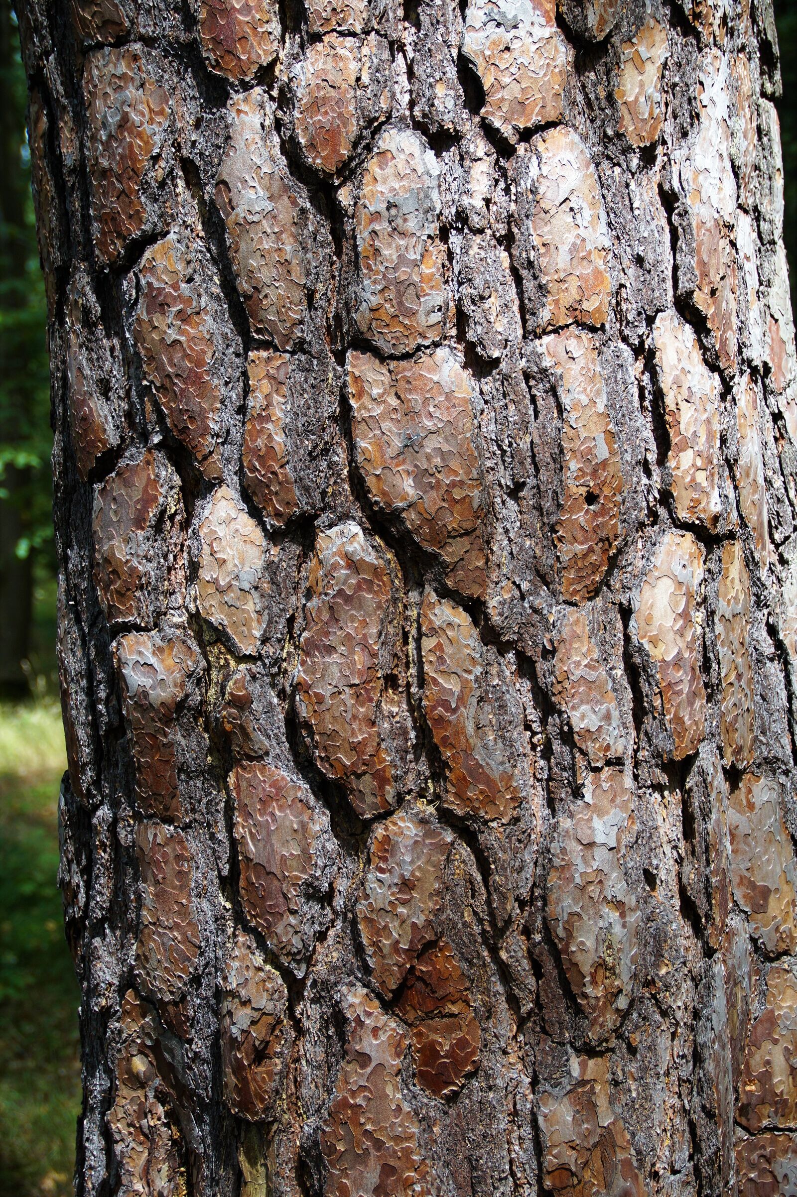 Sony SLT-A58 sample photo. The bark of the photography