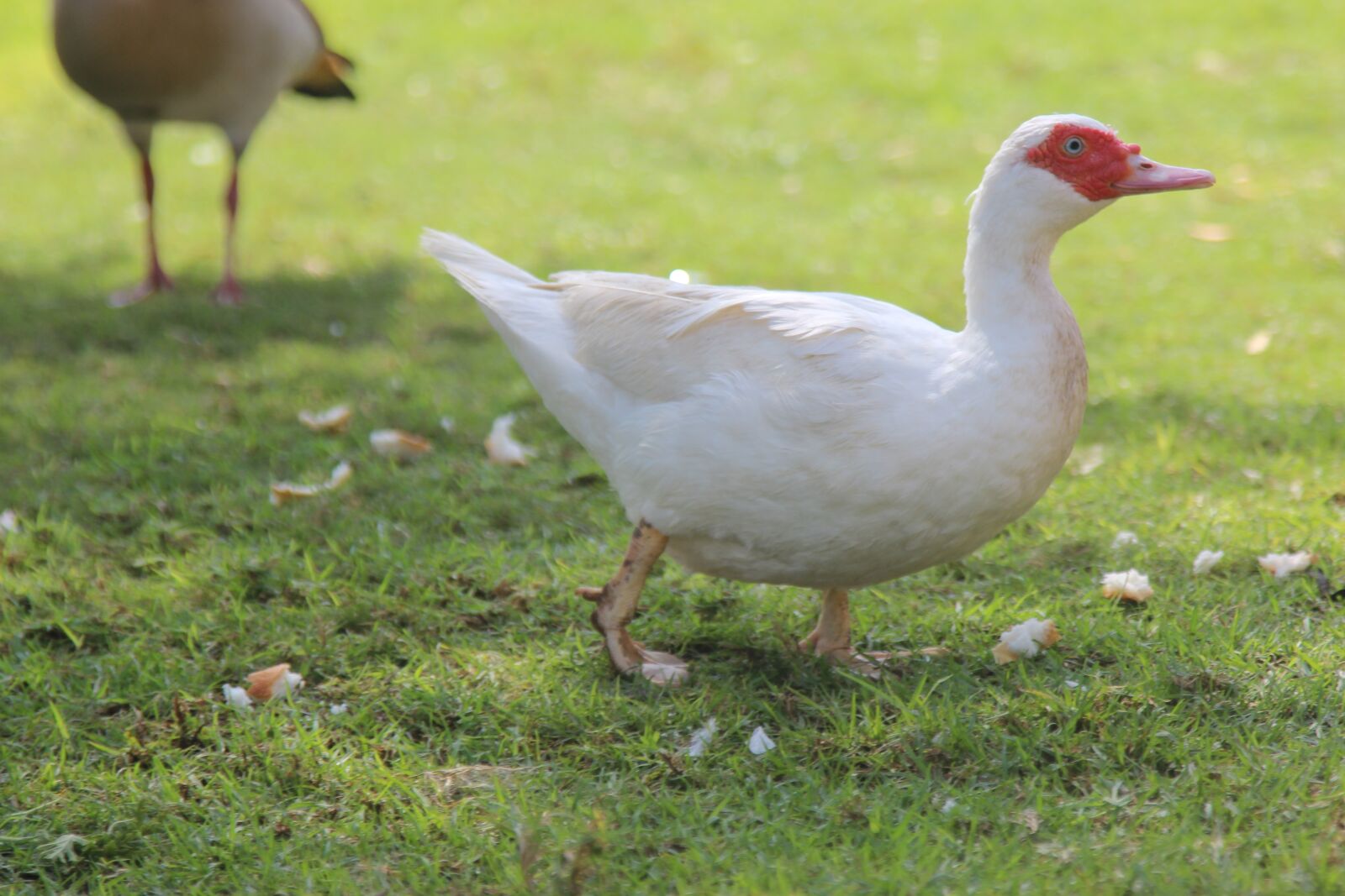 Canon EOS 600D (Rebel EOS T3i / EOS Kiss X5) + Canon EF 24-105mm F4L IS USM sample photo. Muscovy duck, life, white photography