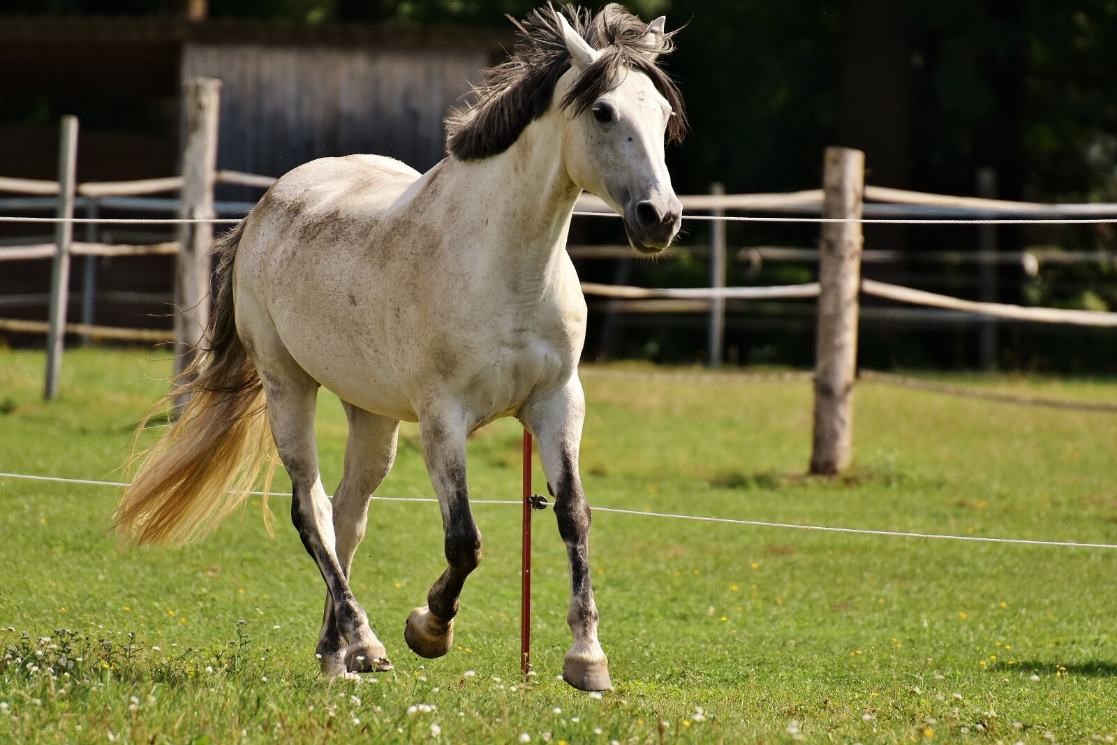 Nikon D7200 sample photo. Mold, horse, love for photography