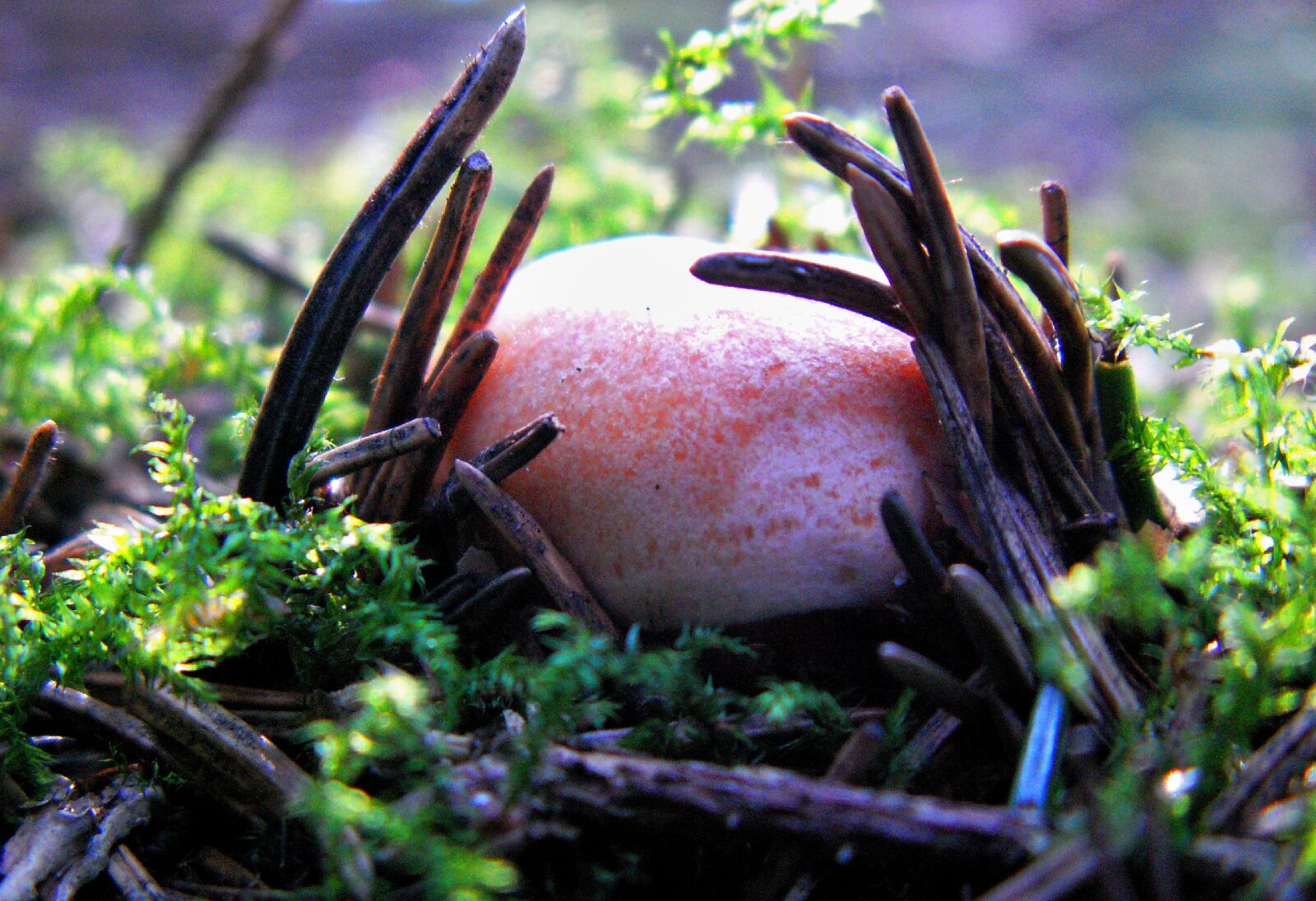 KONICA MINOLTA DiMAGE Z5 sample photo. Rydz, mushroom edible, autumn photography