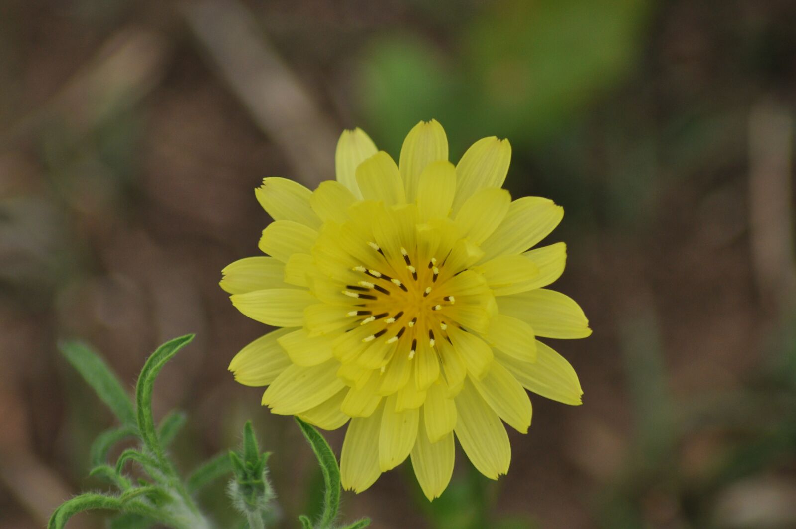 Nikon D90 sample photo. Wildflower, nature, wildflowers photography