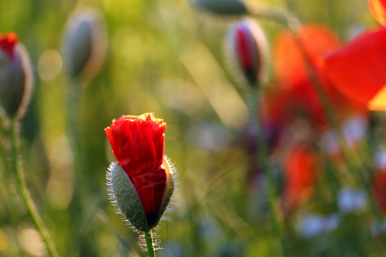 Canon EF-S 55-250mm F4-5.6 IS STM sample photo. Flower meadow, klatschmohn, nature photography