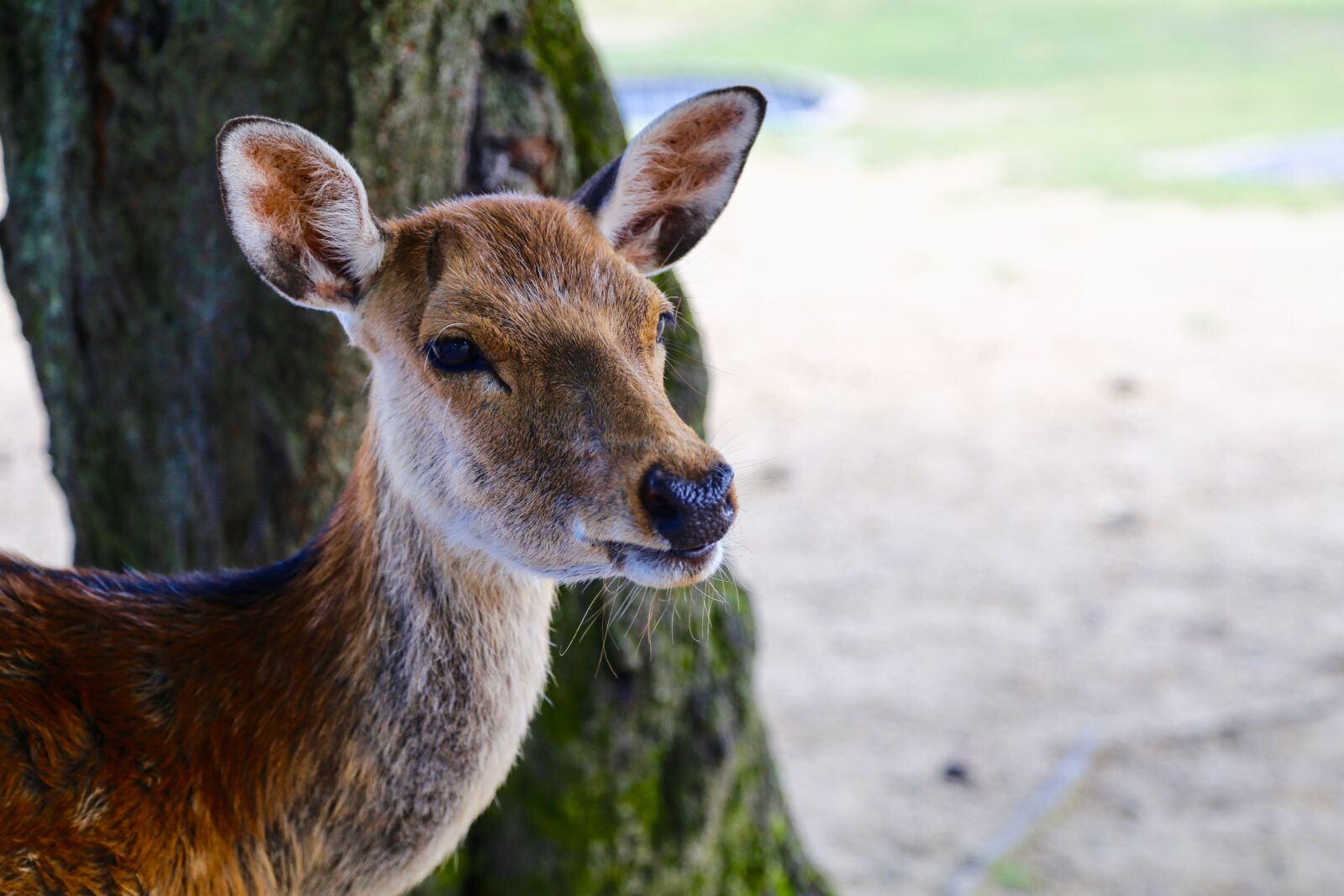 Canon EOS 6D + Canon EF 24-105mm F4L IS USM sample photo. Japan, nara, deer photography