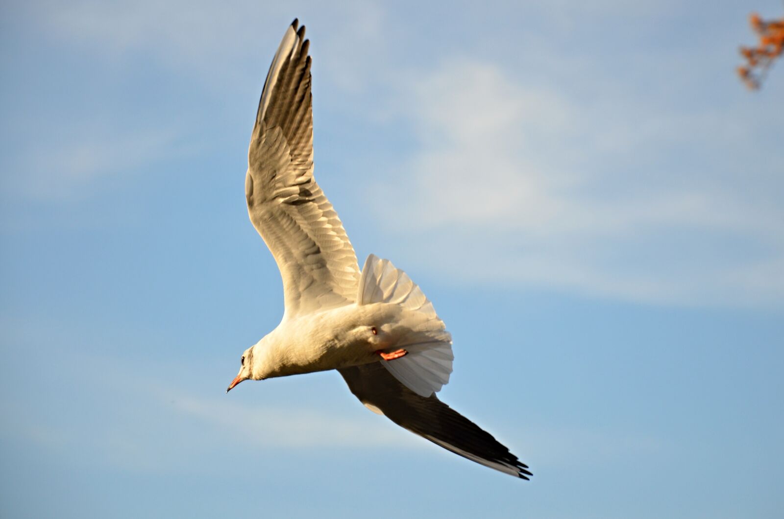 Nikon D5100 sample photo. Seagull, flight, bird photography