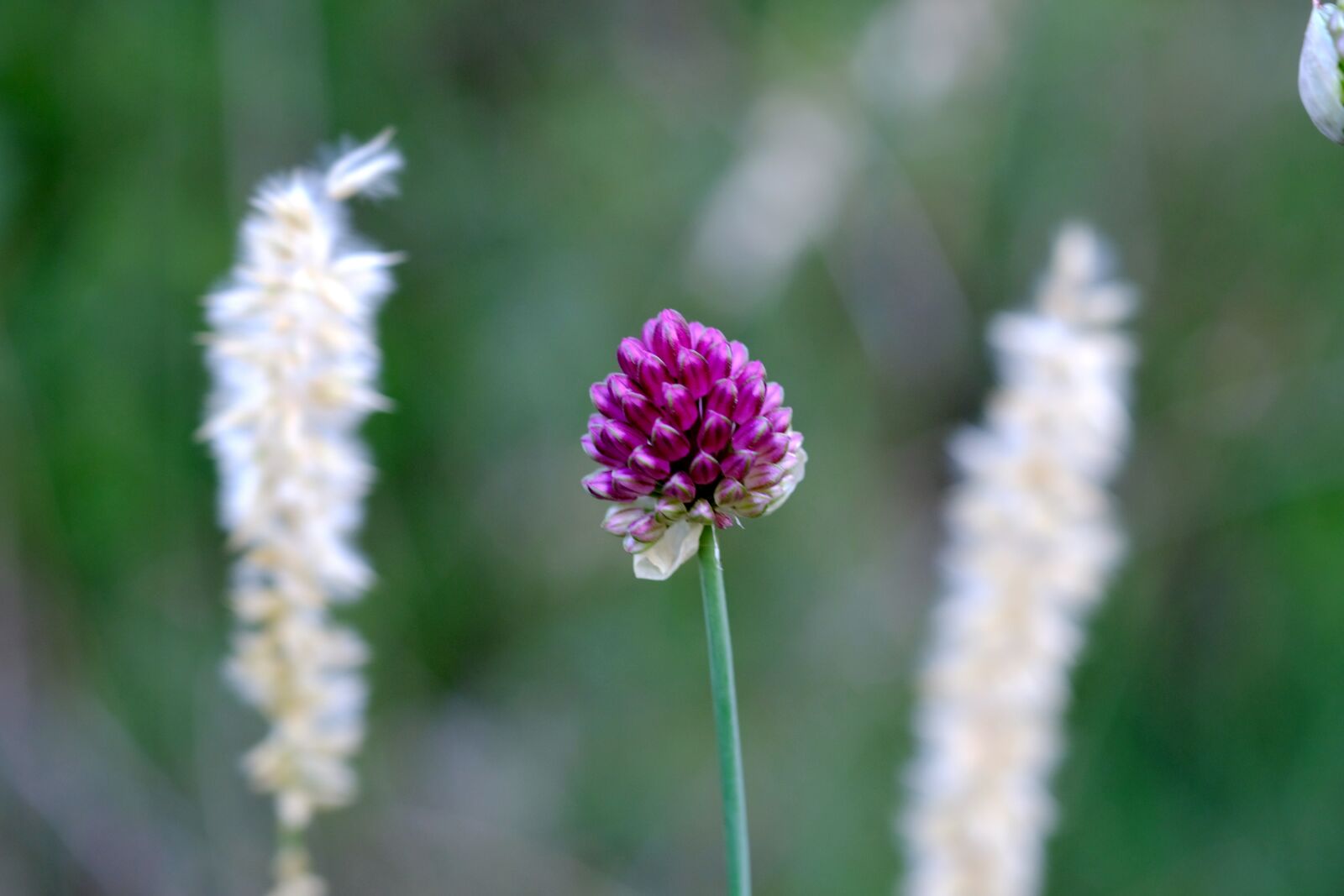 Fujifilm X-T20 sample photo. Red clover, blossom, bloom photography