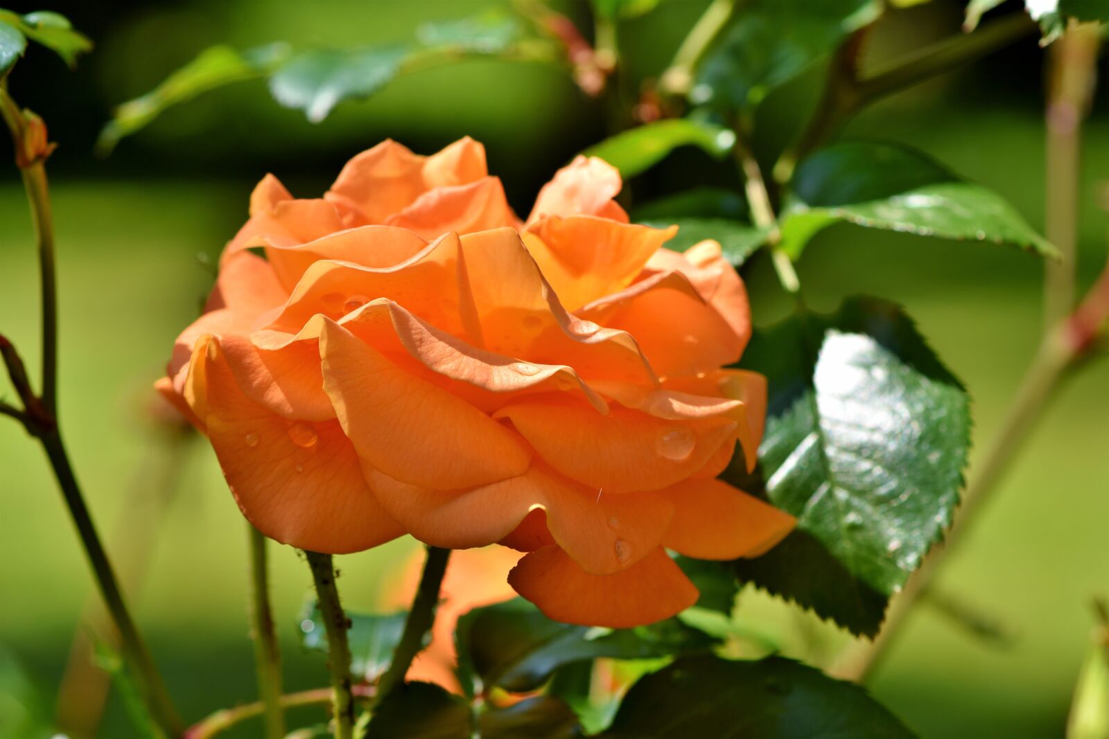 Nikon D7200 sample photo. Rose, rose bloom, blossom photography