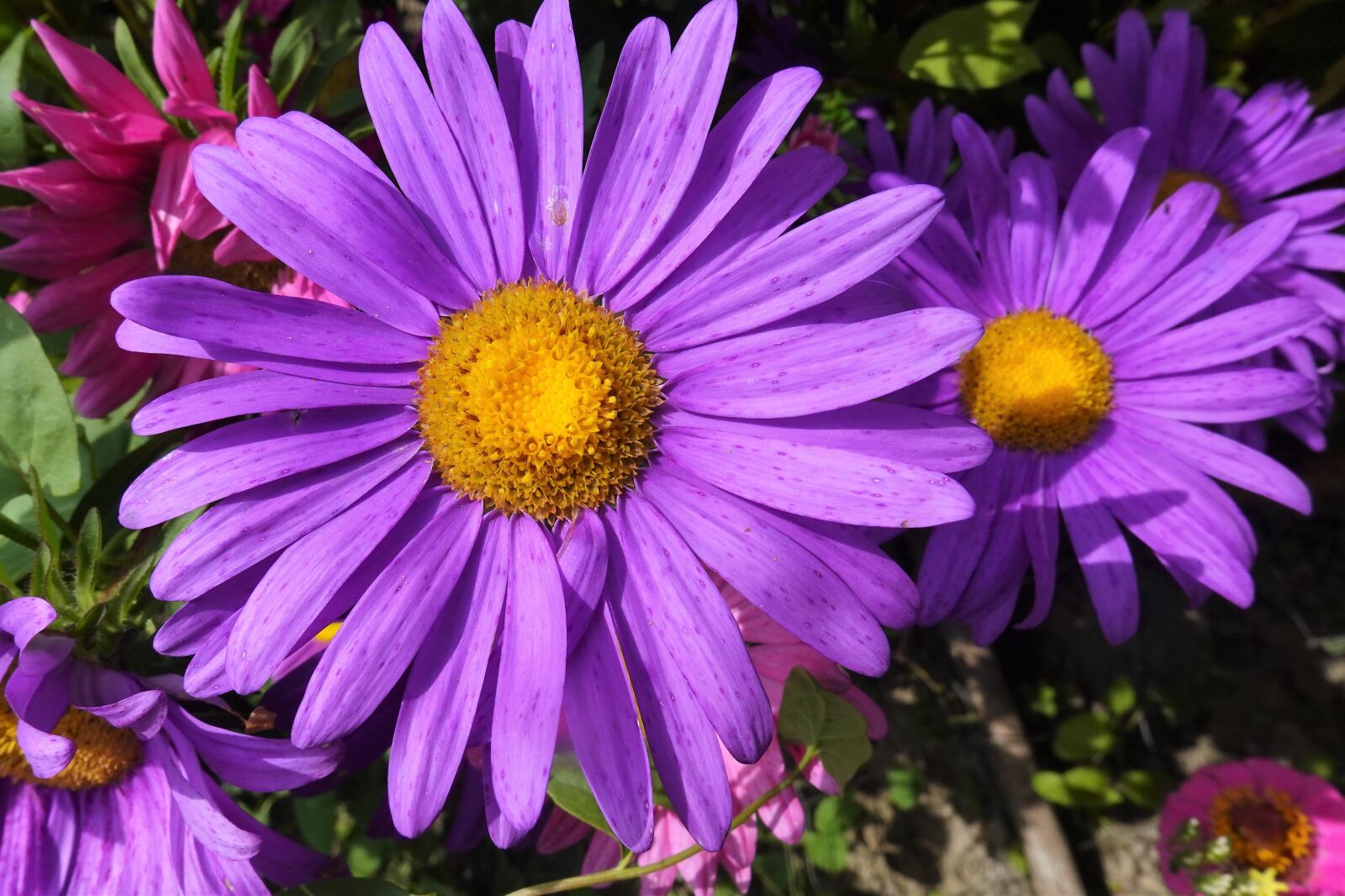 Sony DSC-RX100M7 sample photo. Flower, alpine aster, purple photography
