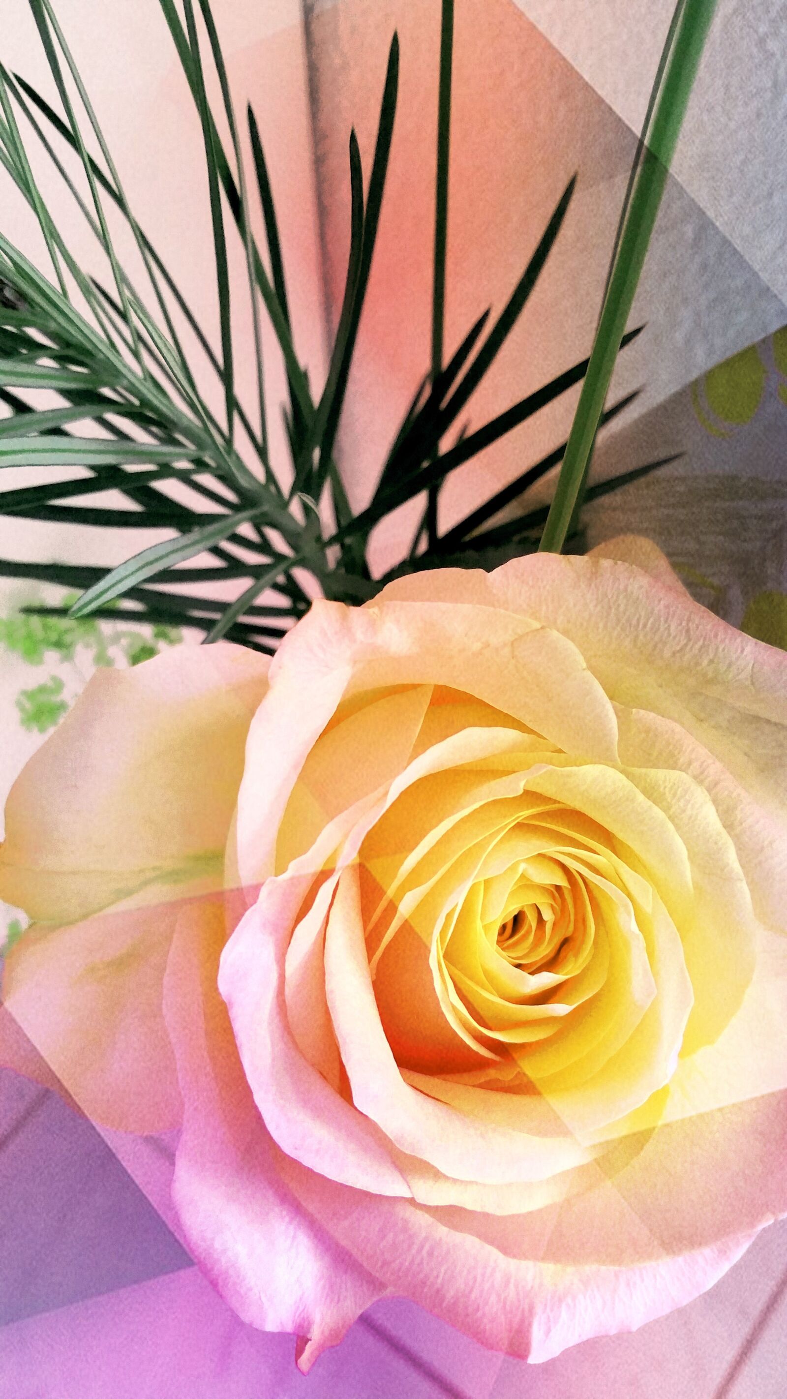 Samsung Galaxy Note4 sample photo. Rose, flowers, yellow photography