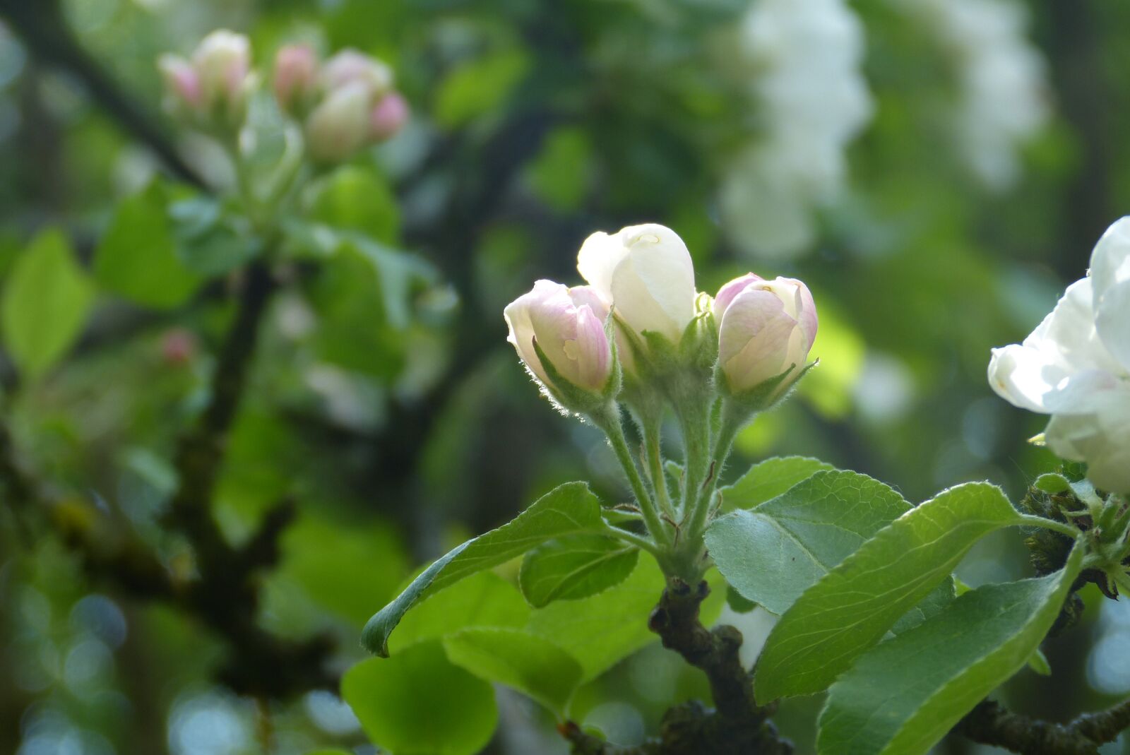 Panasonic Lumix DMC-FZ150 sample photo. Blossom, bloom, tree photography