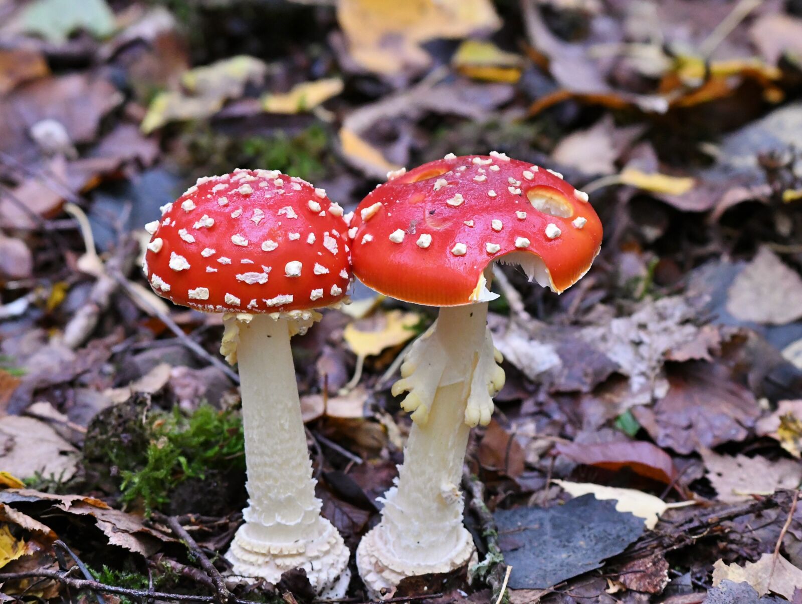 Nikon D500 sample photo. Mushrooms, fly agaric, autumn photography