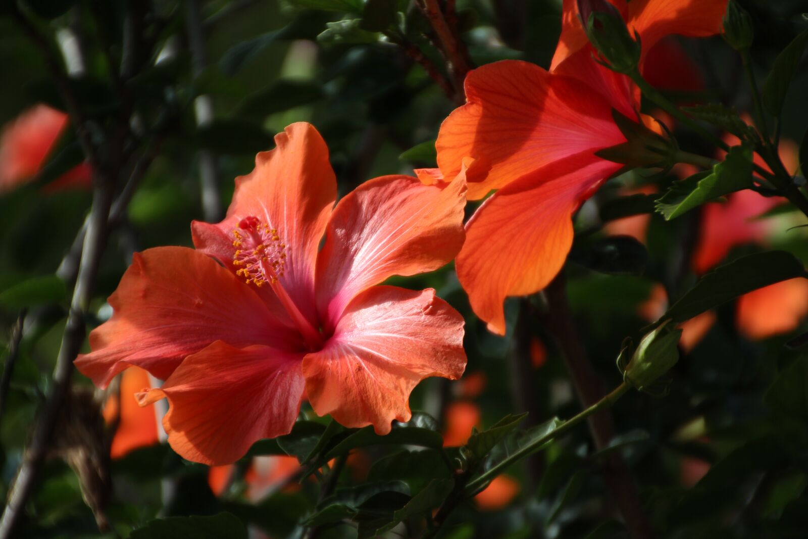Canon EOS 600D (Rebel EOS T3i / EOS Kiss X5) sample photo. Hibiscus, plant, flower photography