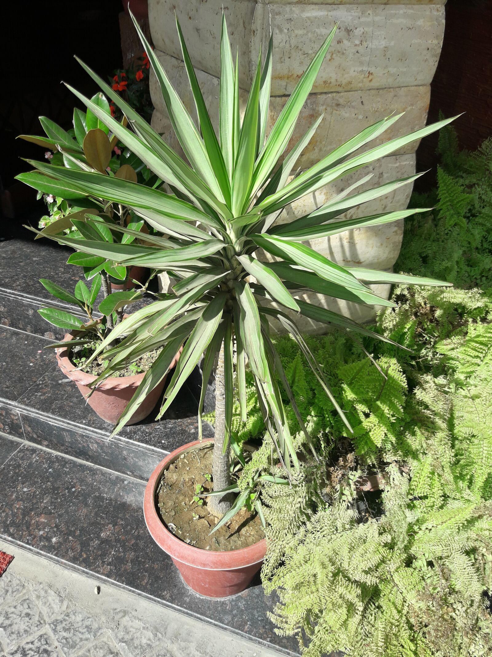 Samsung Galaxy J7 Neo sample photo. Shrub, green plant, water photography