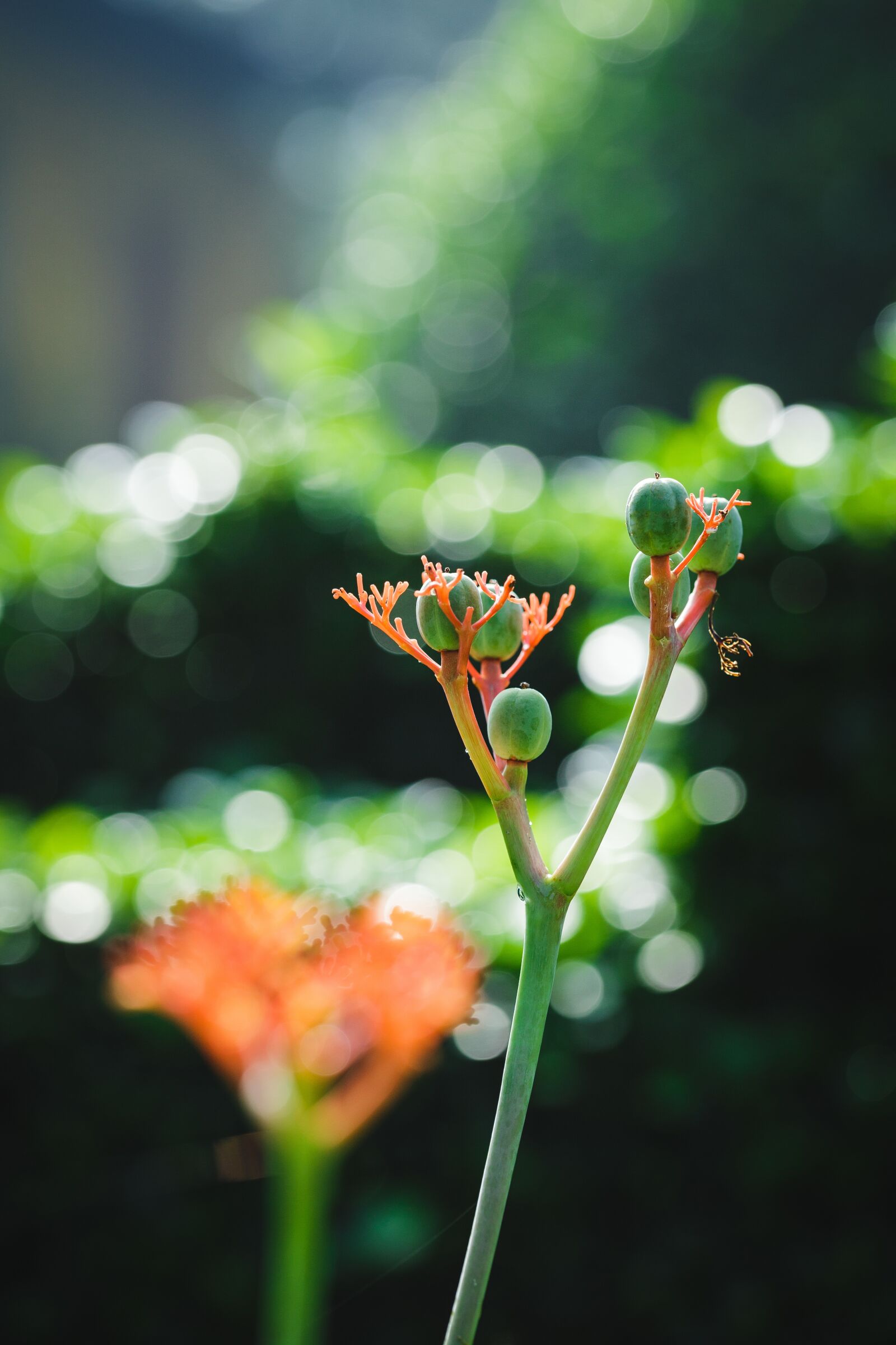 Canon EF 100mm F2.8L Macro IS USM sample photo. Macro, flower, garden photography