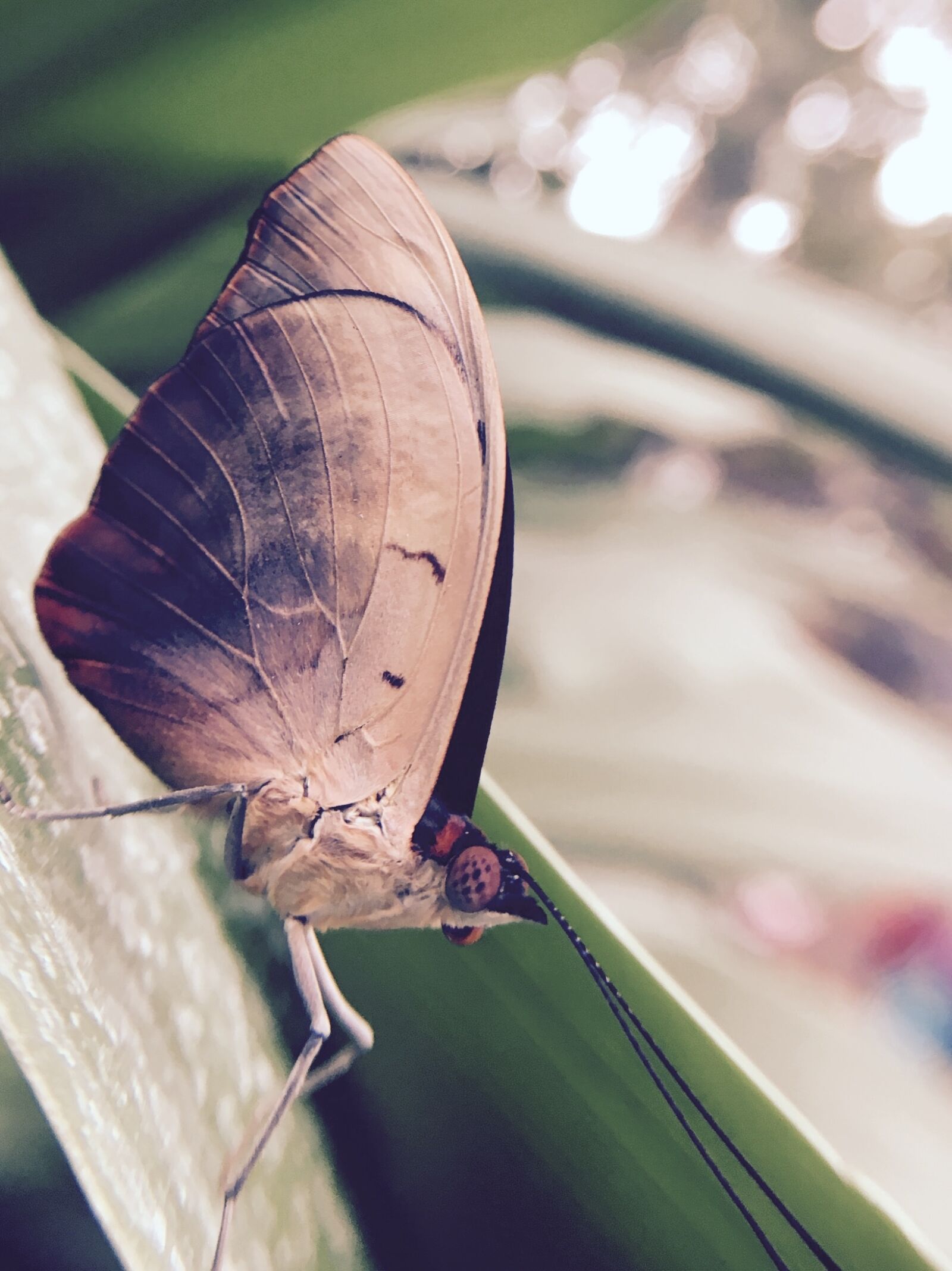 Apple iPhone 6s sample photo. Butterfly, brown, animal photography