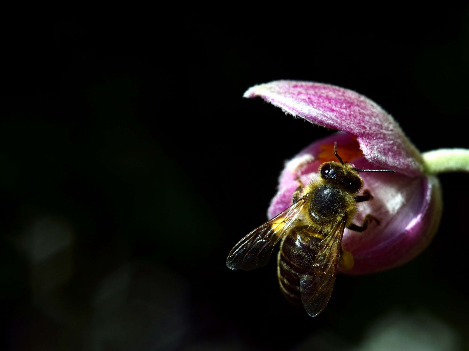 Nikon D3300 sample photo. Bee, nature, flower, insect photography