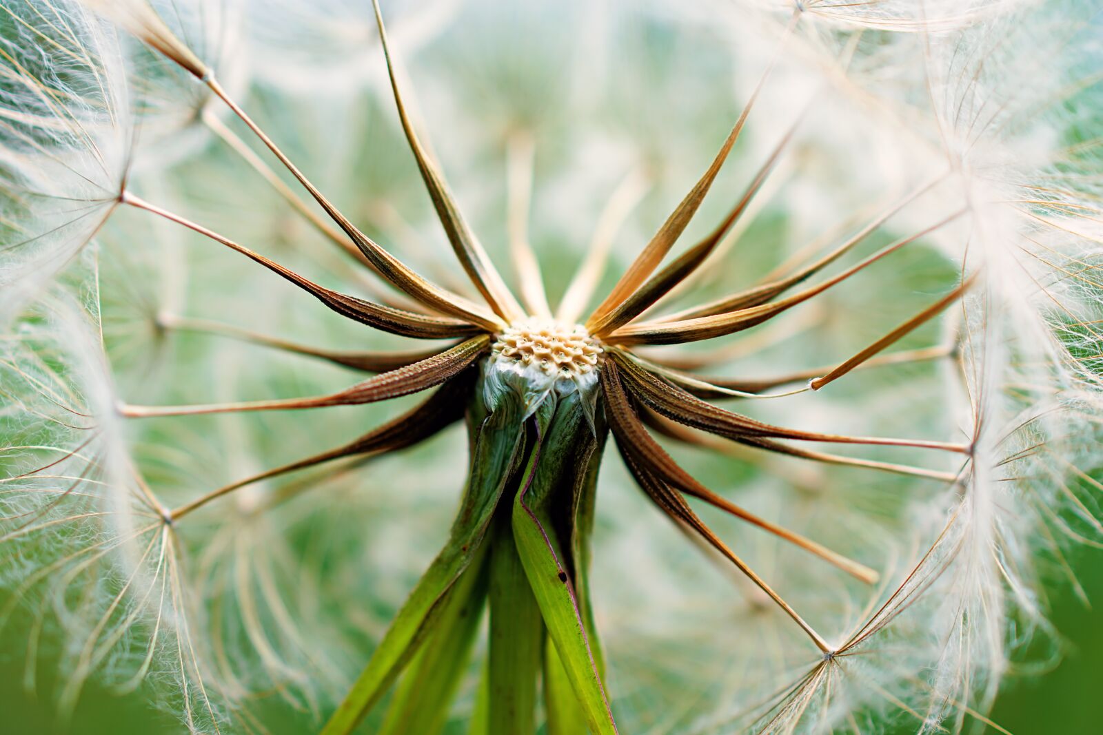 Nikon D3400 sample photo. Dandelion, taraxacum, plant photography