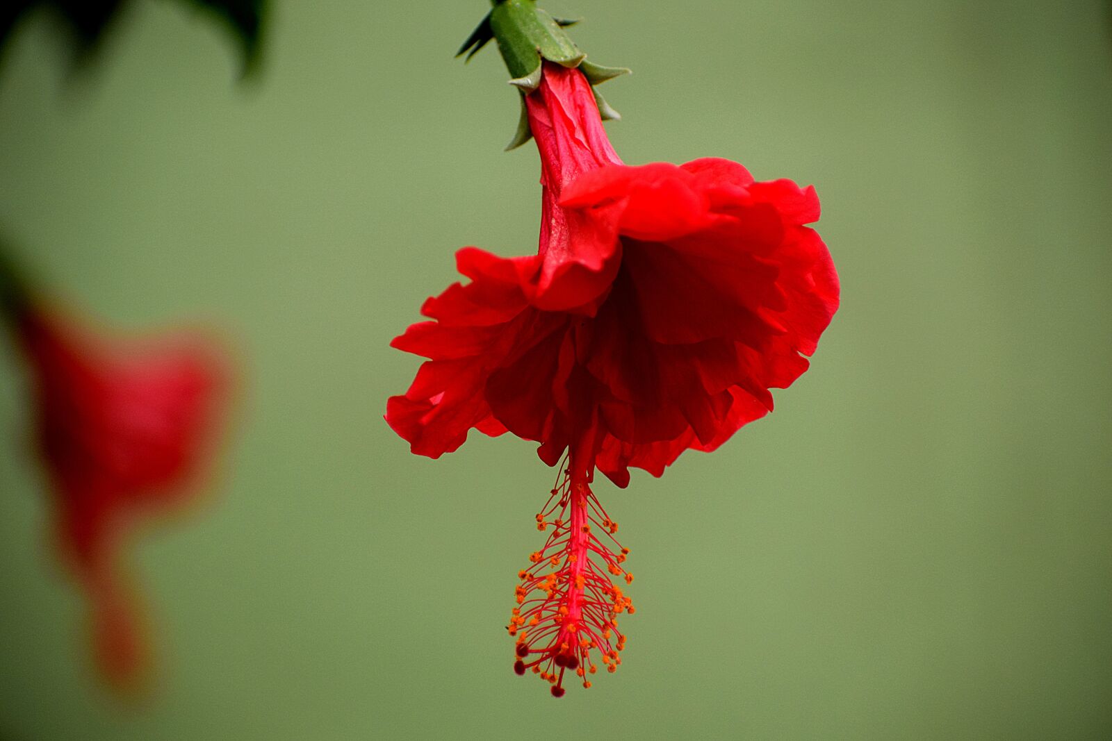 Nikon D3300 sample photo. Flower, red nature, bloom photography