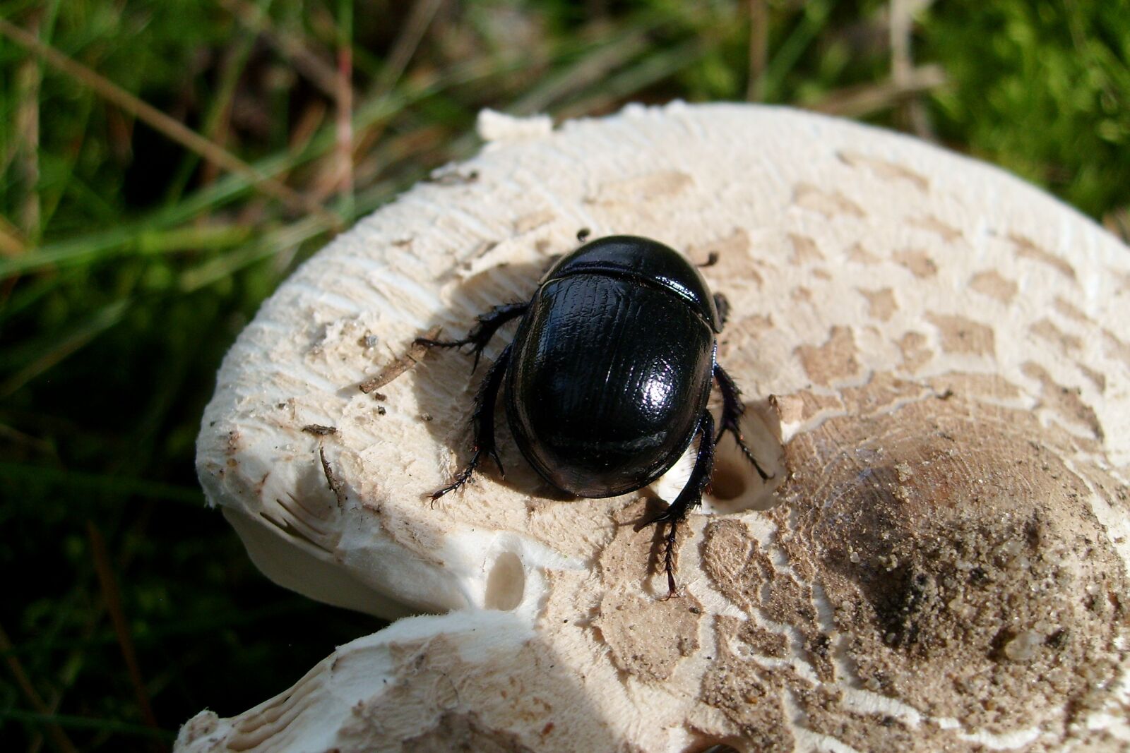 Samsung KENOX S730  / Samsung S730 sample photo. Beetle, insect, macro photography