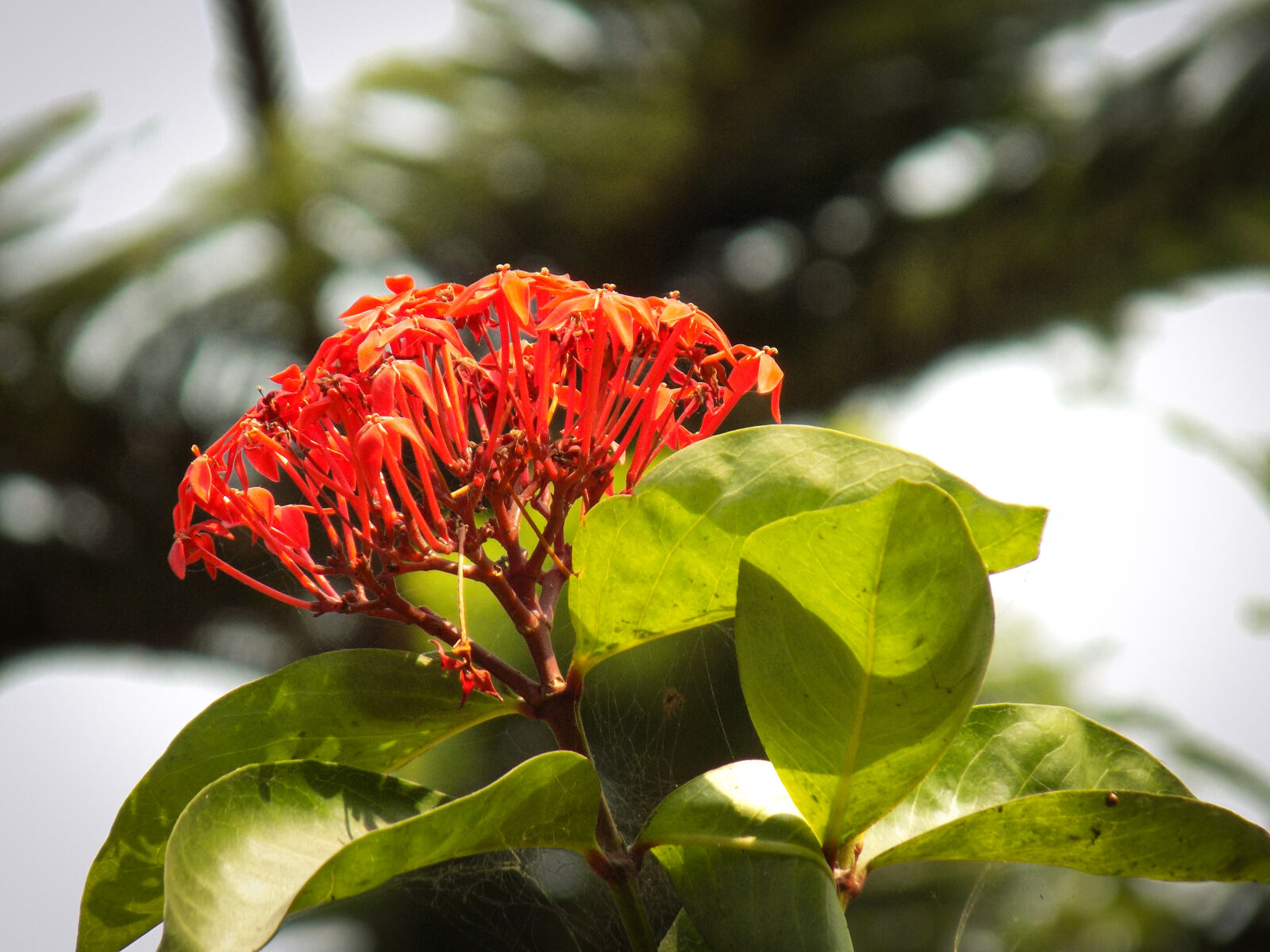 Nikon COOLPIX L330 sample photo. Beautiful, flowers, flower, nature photography