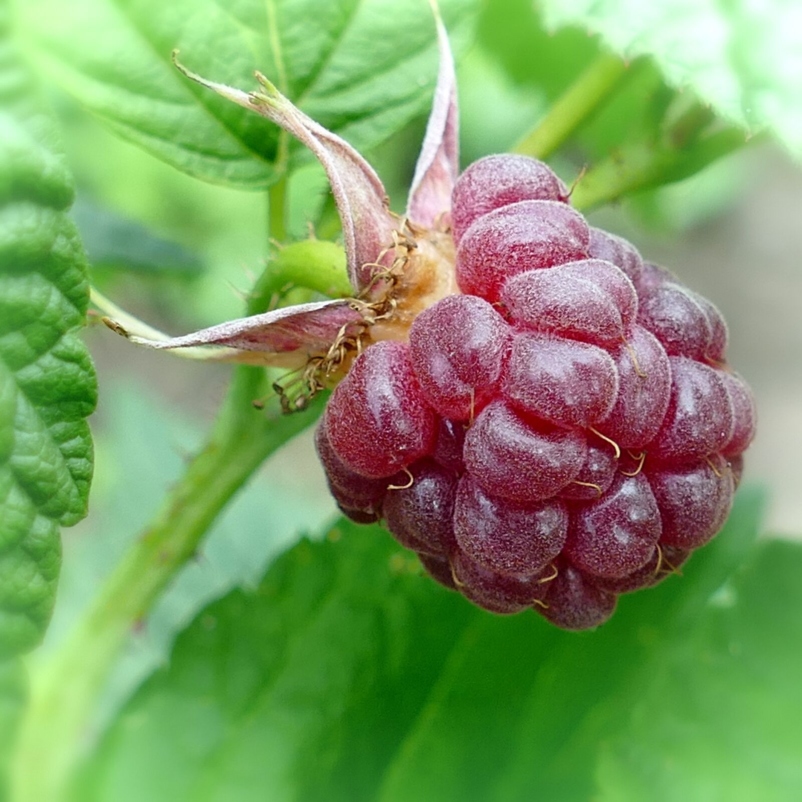 Panasonic Lumix DMC-FZ1000 sample photo. Raspberry, berry, fruit photography