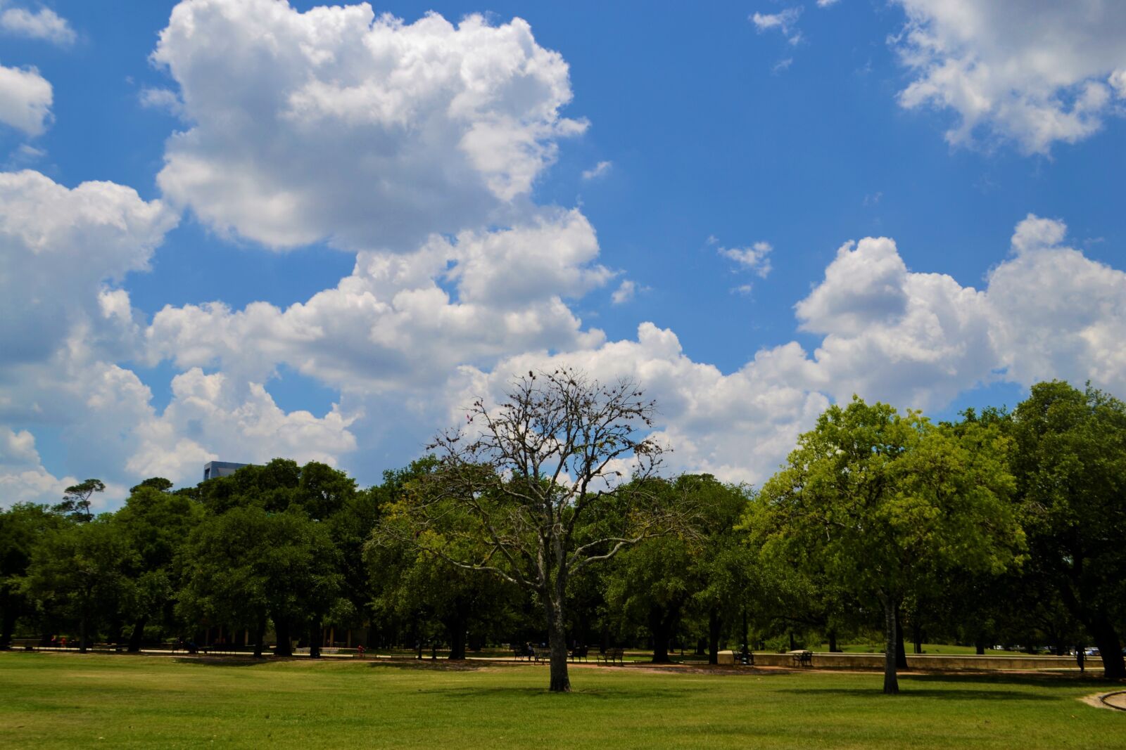 Nikon D3100 sample photo. National park, houston, texas photography