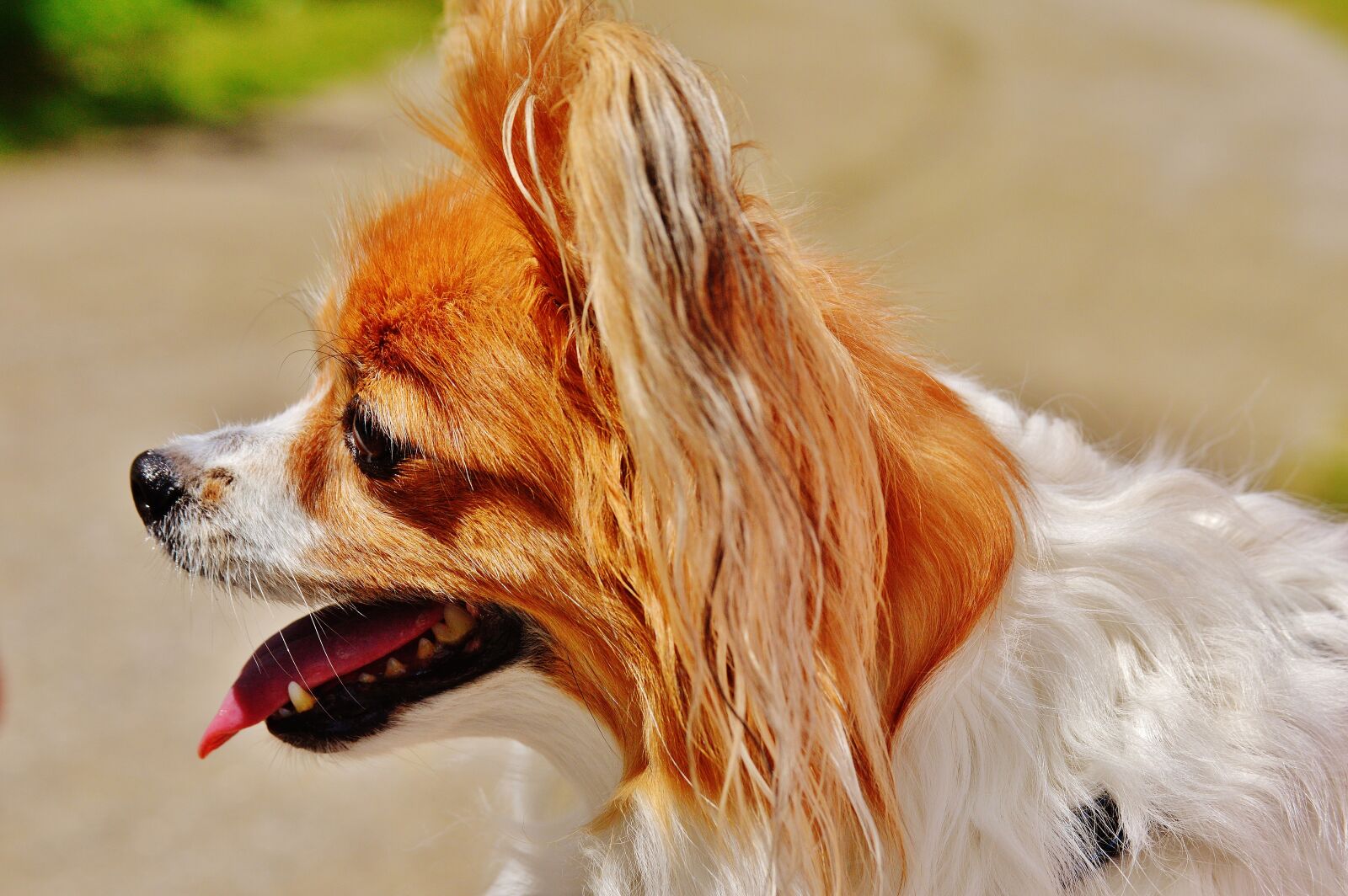 Nikon D3200 sample photo. Dog, chihuahua, cute photography