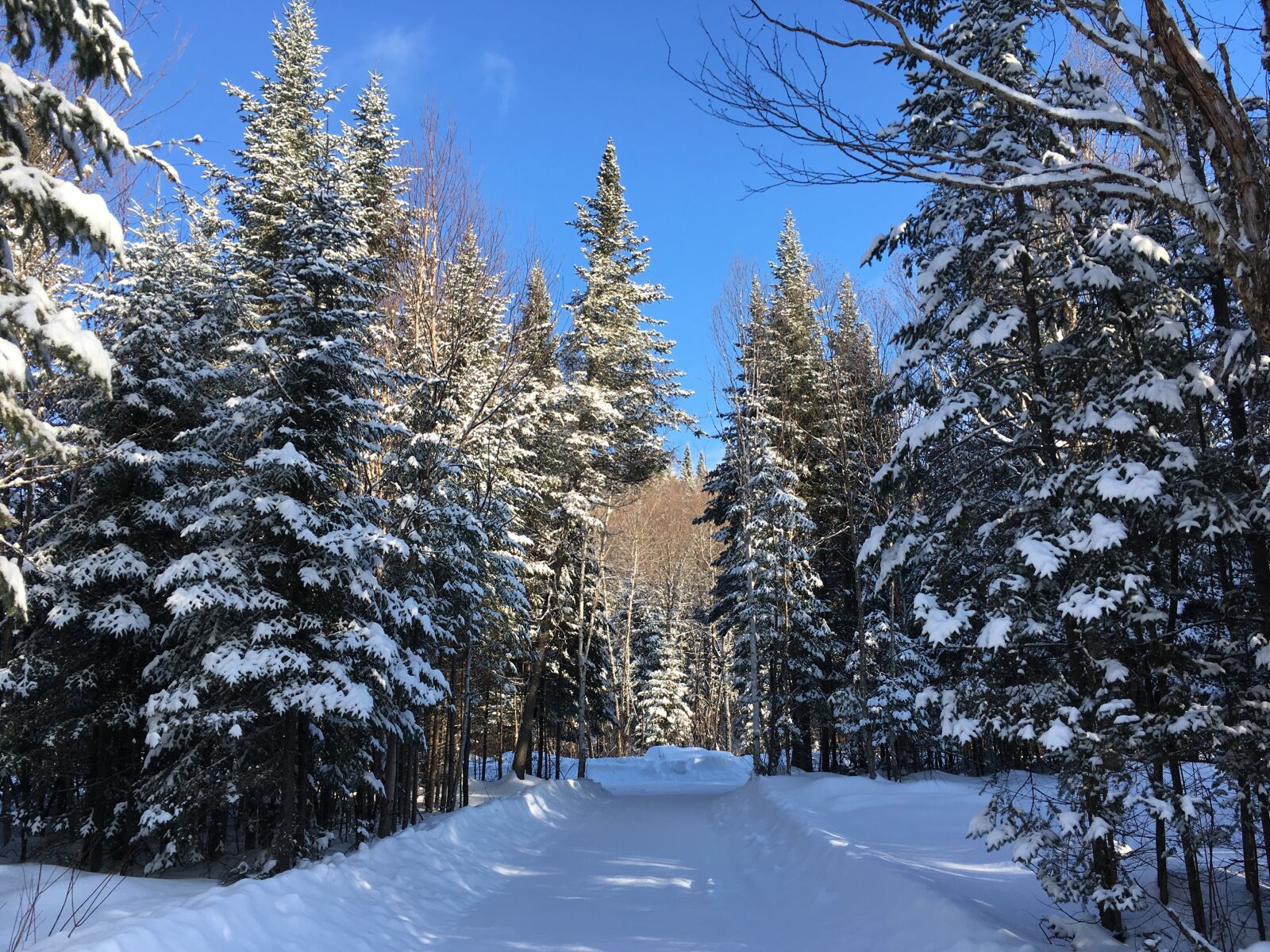 Apple iPhone SE sample photo. Snow, fir, winter photography