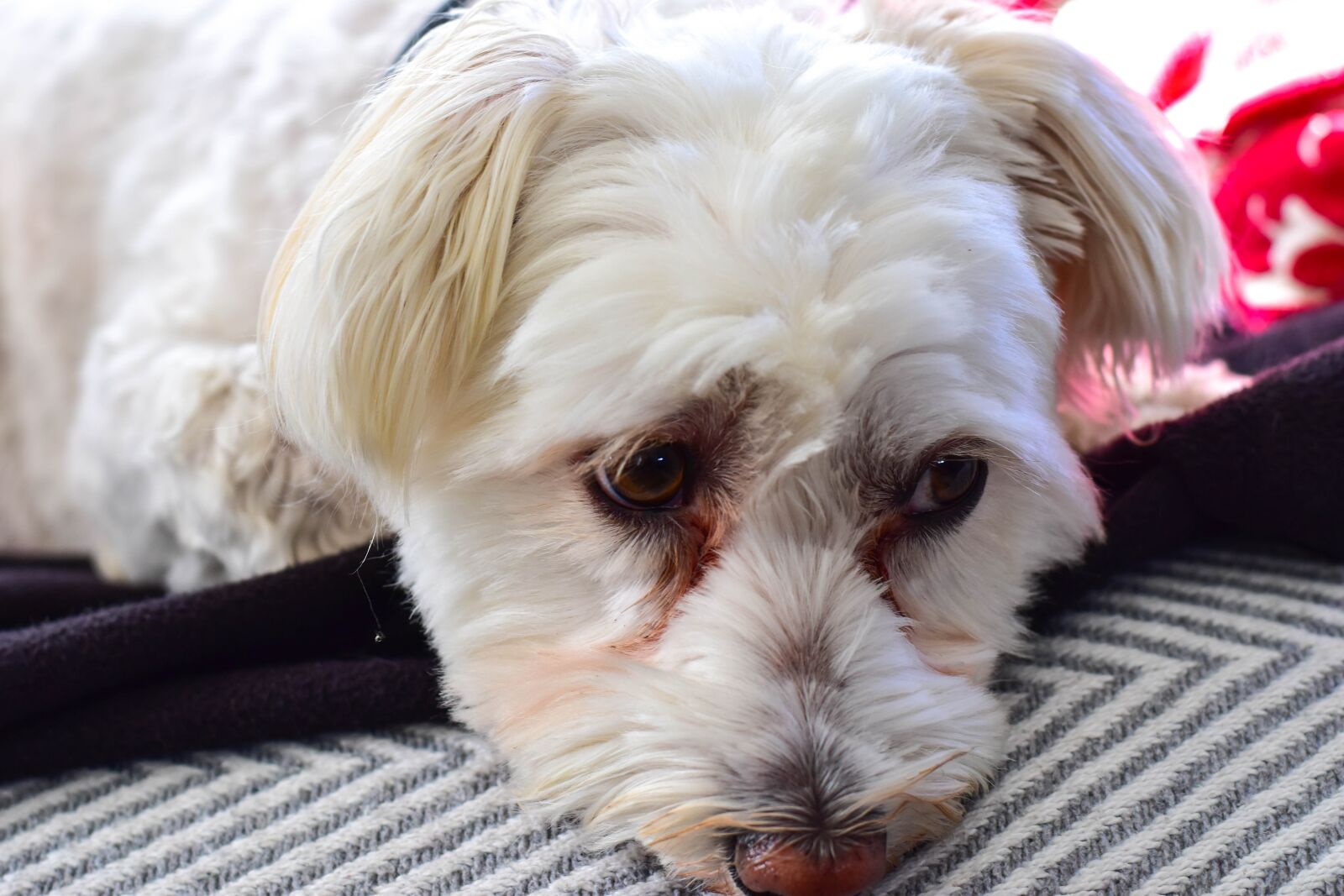 Nikon D5500 sample photo. Dog, cute, white photography