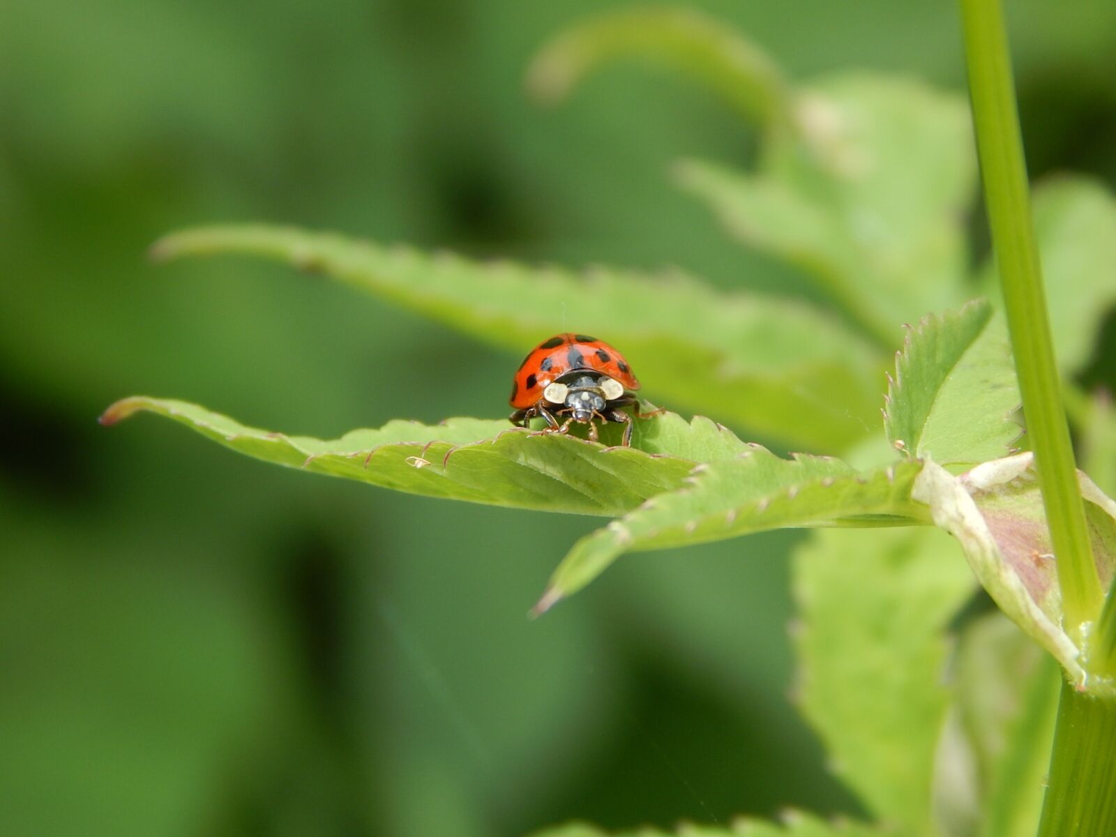 Nikon Coolpix L830 sample photo. Ladybug, macro, insect photography
