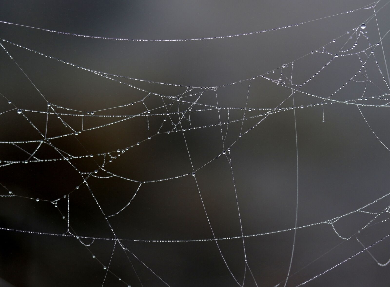 Canon EF-S 60mm F2.8 Macro USM sample photo. Spider web, drops, dew photography