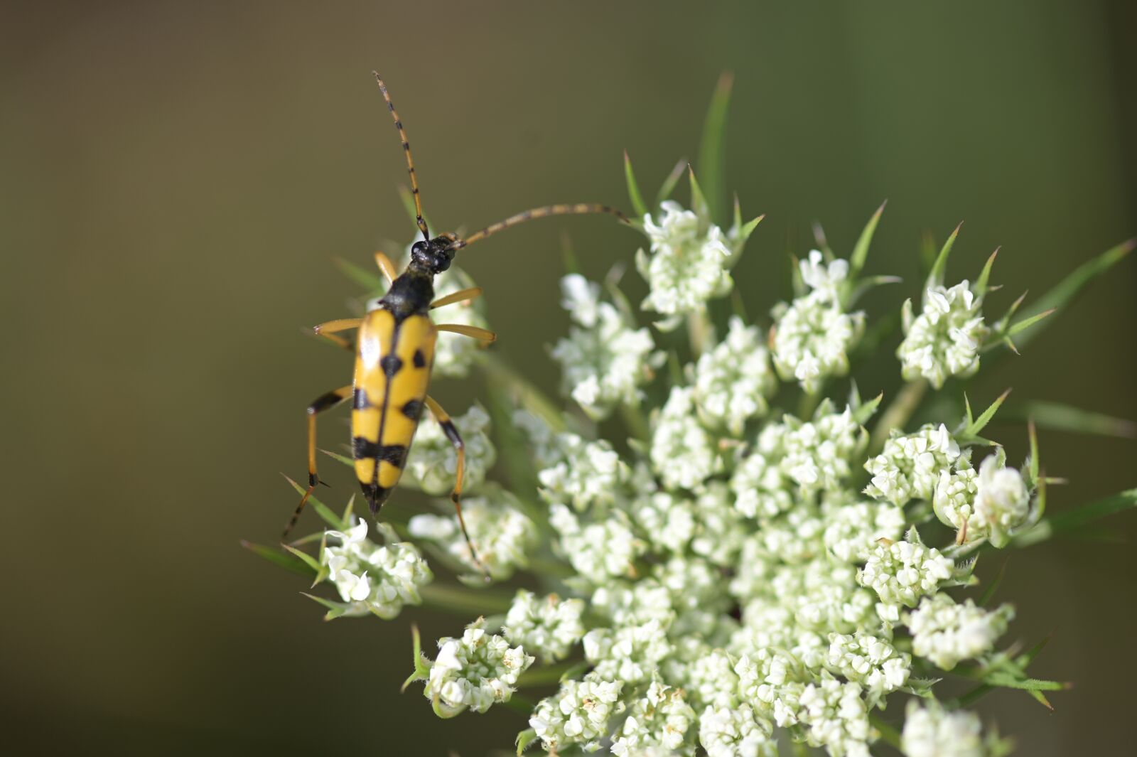 Nikon Z6 sample photo. Beetle, insect, flowers photography