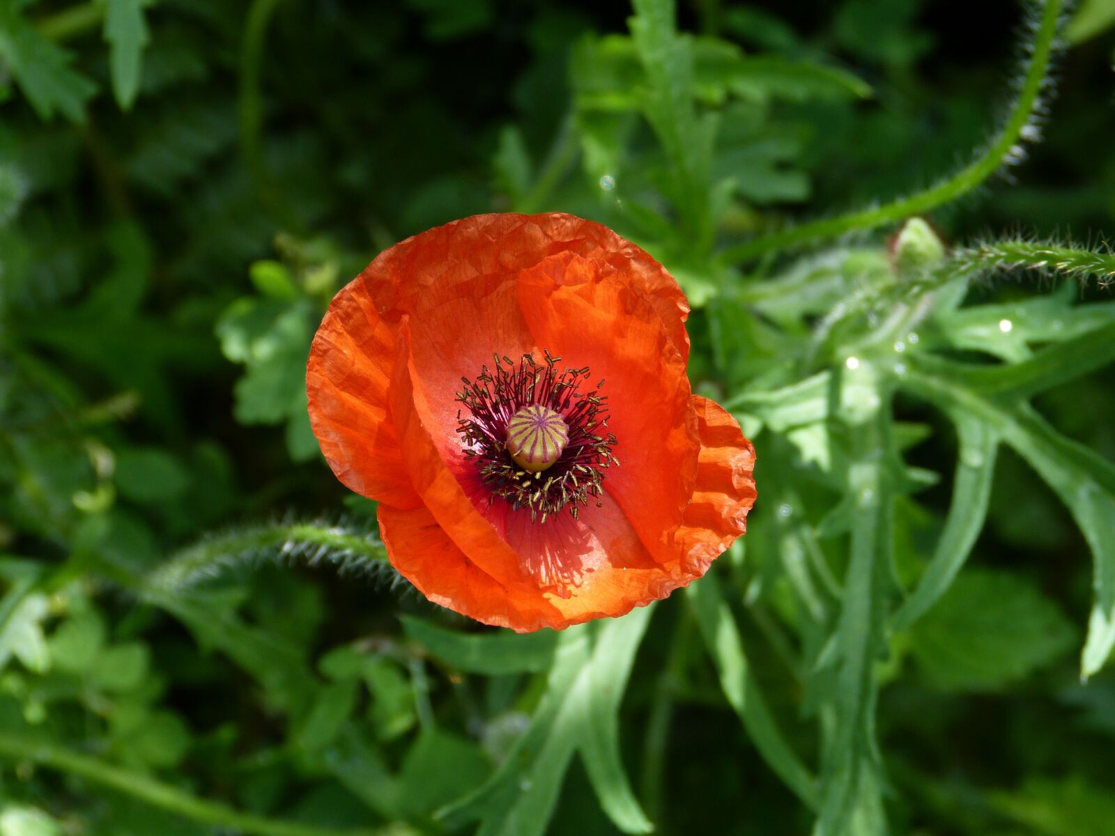 Panasonic Lumix DMC-FZ150 sample photo. Poppy, red, green photography