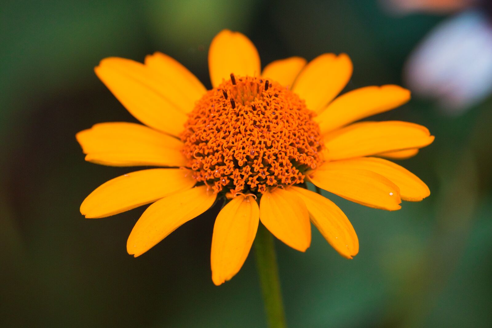 Canon EOS 200D (EOS Rebel SL2 / EOS Kiss X9) sample photo. Flower, blossom, bloom photography
