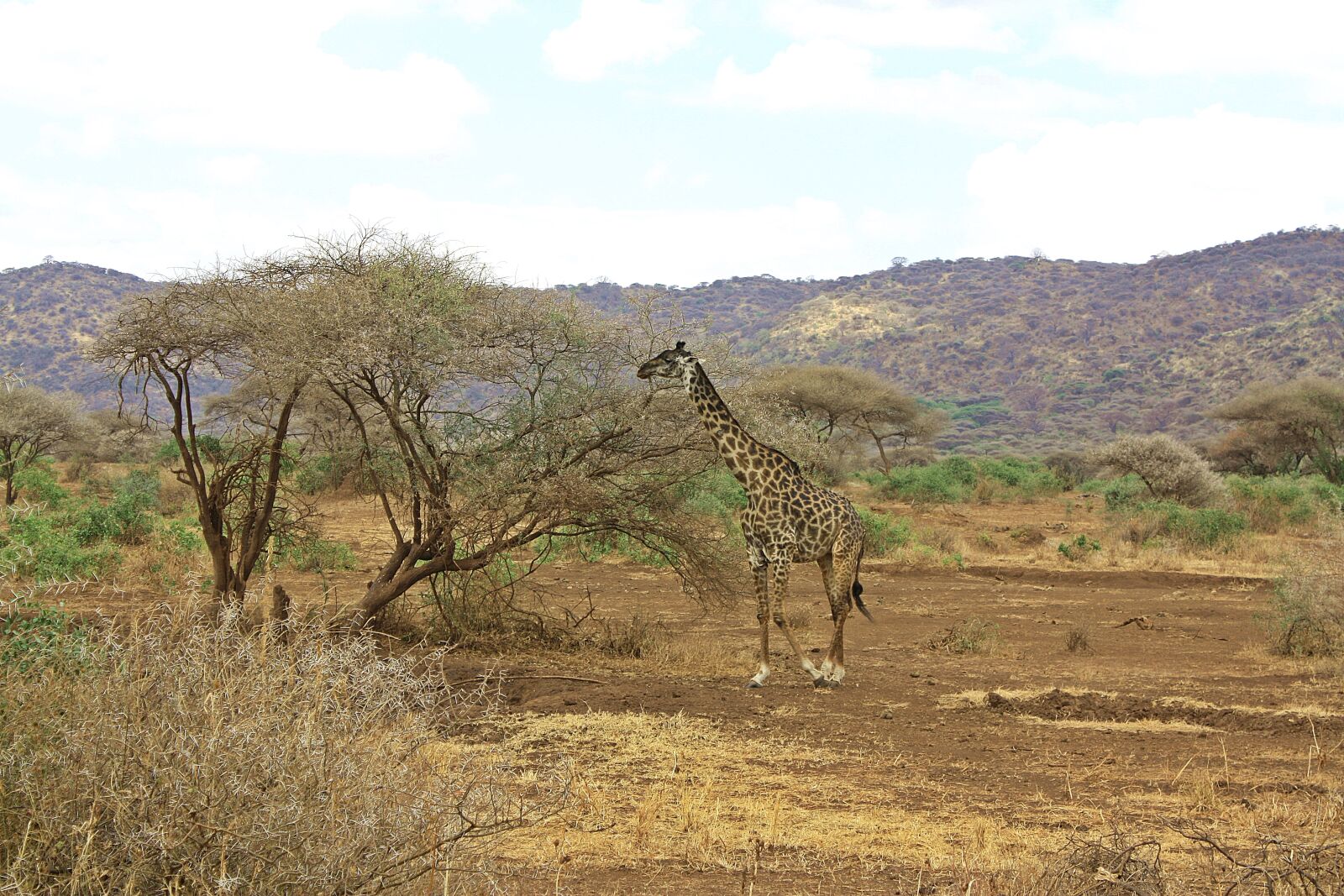 Canon EOS 450D (EOS Rebel XSi / EOS Kiss X2) sample photo. Giraffe, safari, tanzania photography