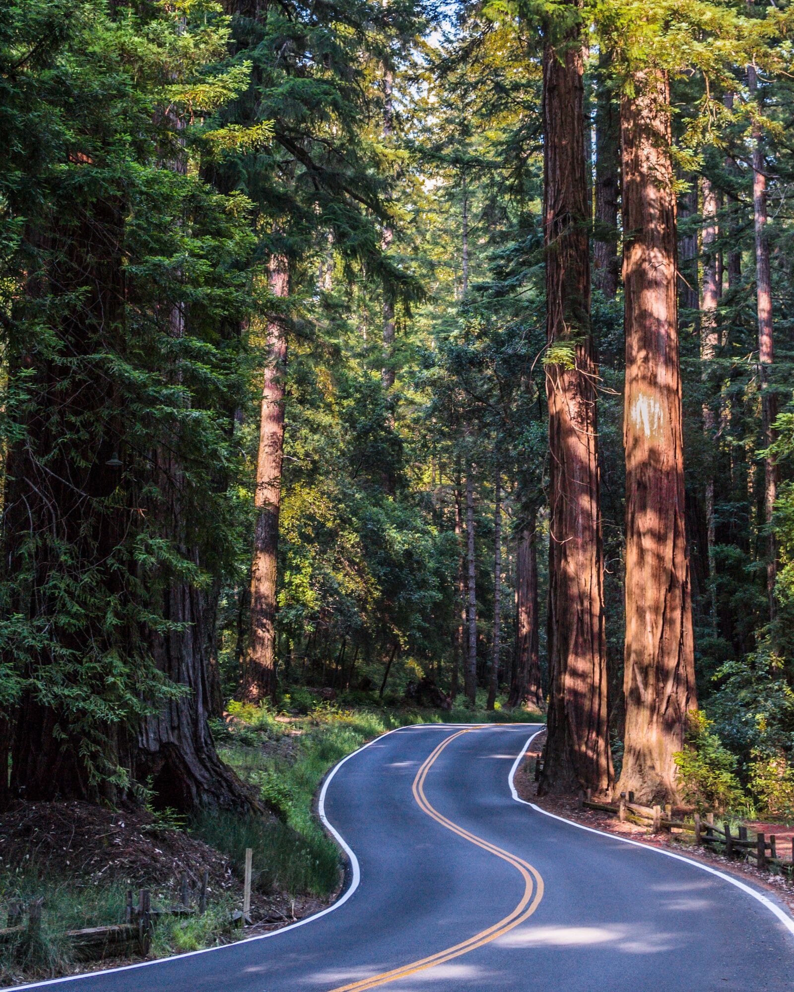 Nikon D3100 sample photo. Forest, road, woods photography
