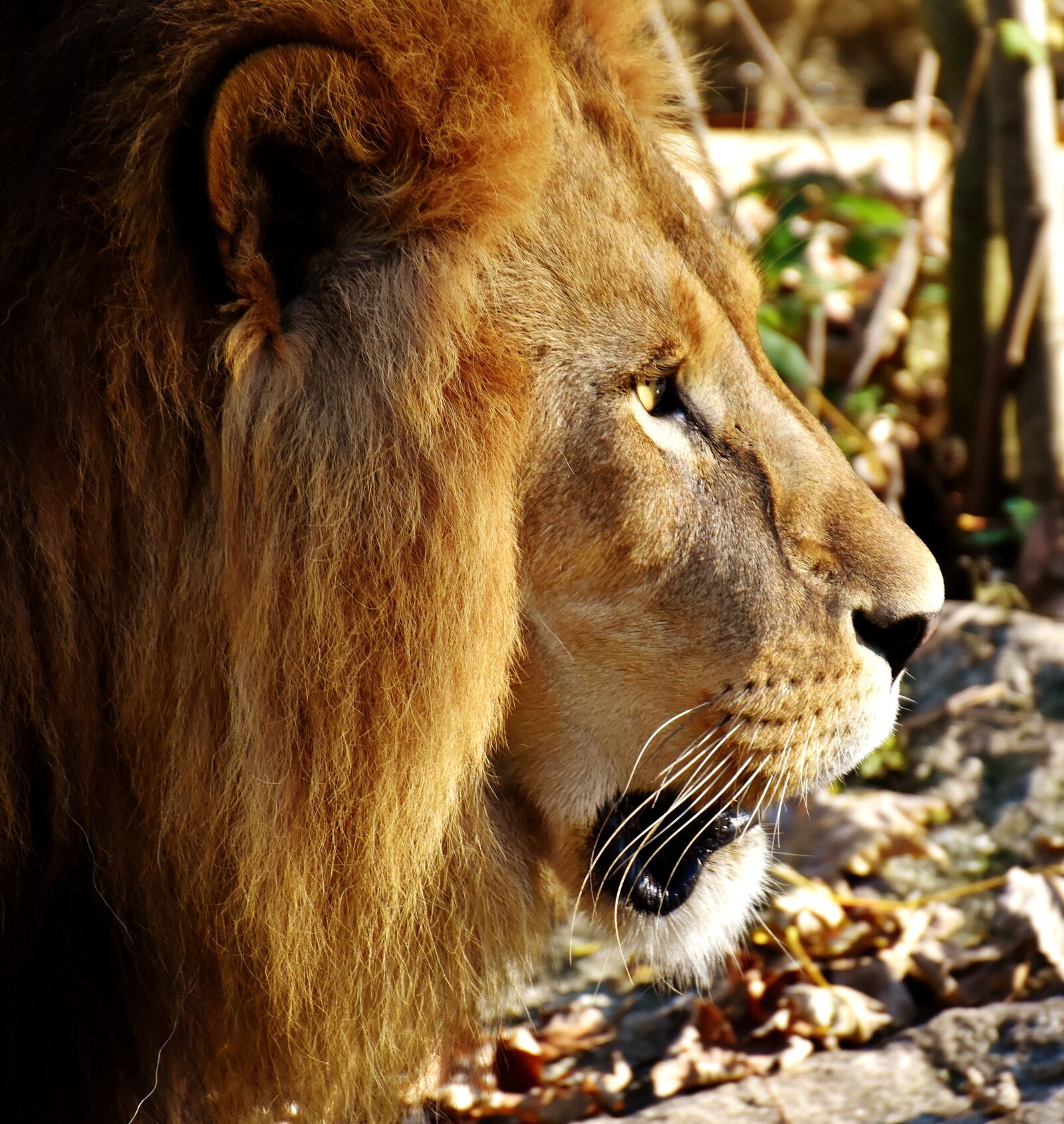 Nikon D7200 sample photo. Lion, predator, dangerous photography