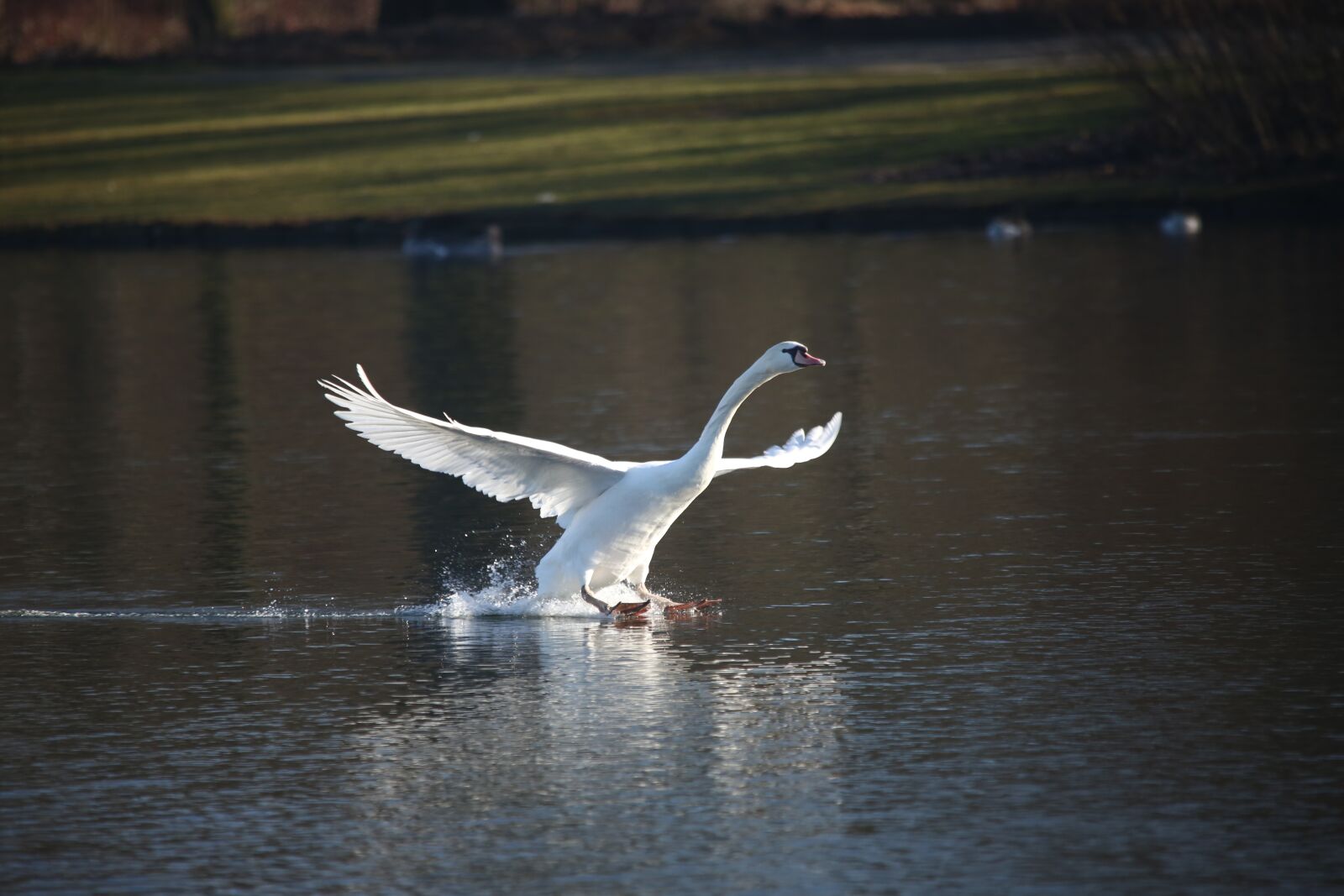 Canon EOS 5D Mark III sample photo. Bird, swan, water photography