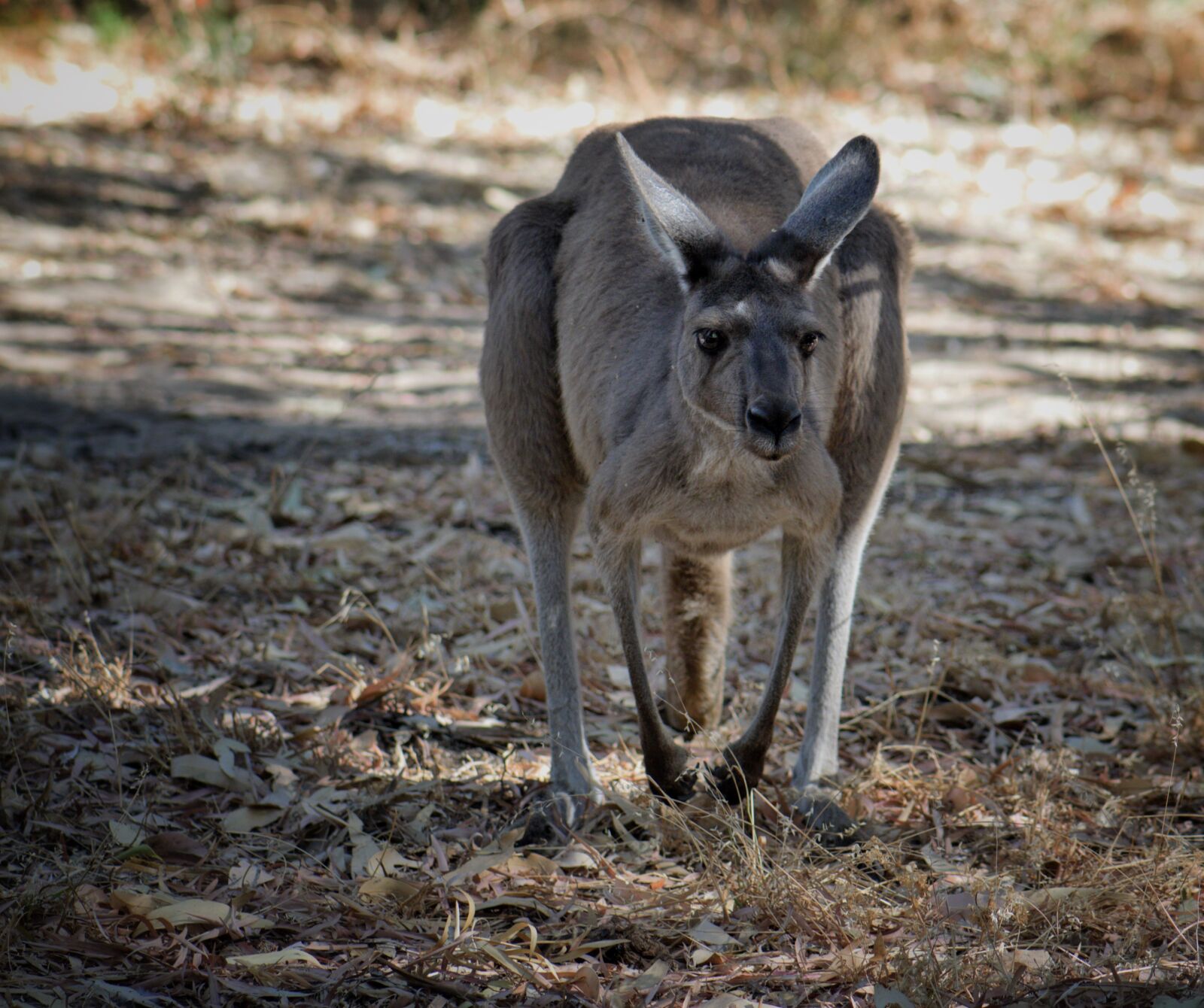 Nikon D3300 sample photo. Kangaroo, animal, australia photography