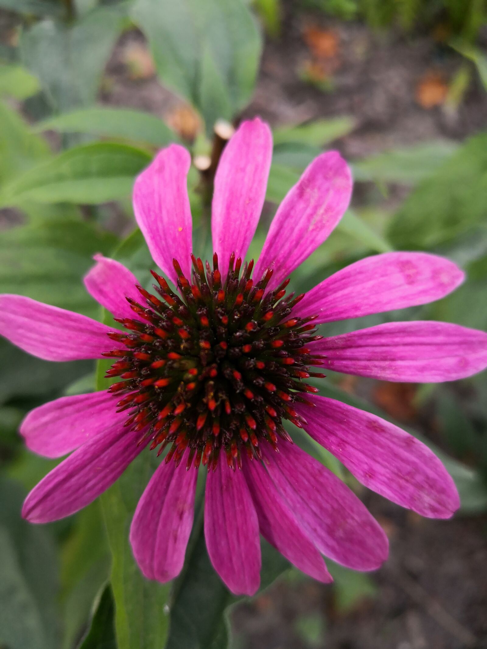 HUAWEI Mate 10 Pro sample photo. Nature, summer, flowers photography