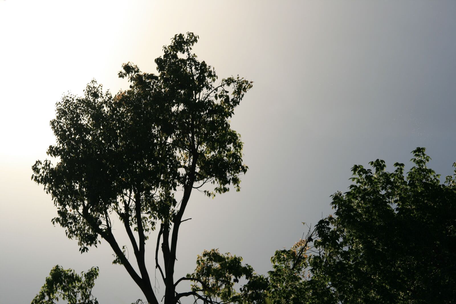 Canon EOS 400D (EOS Digital Rebel XTi / EOS Kiss Digital X) sample photo. Tree, tall, green photography