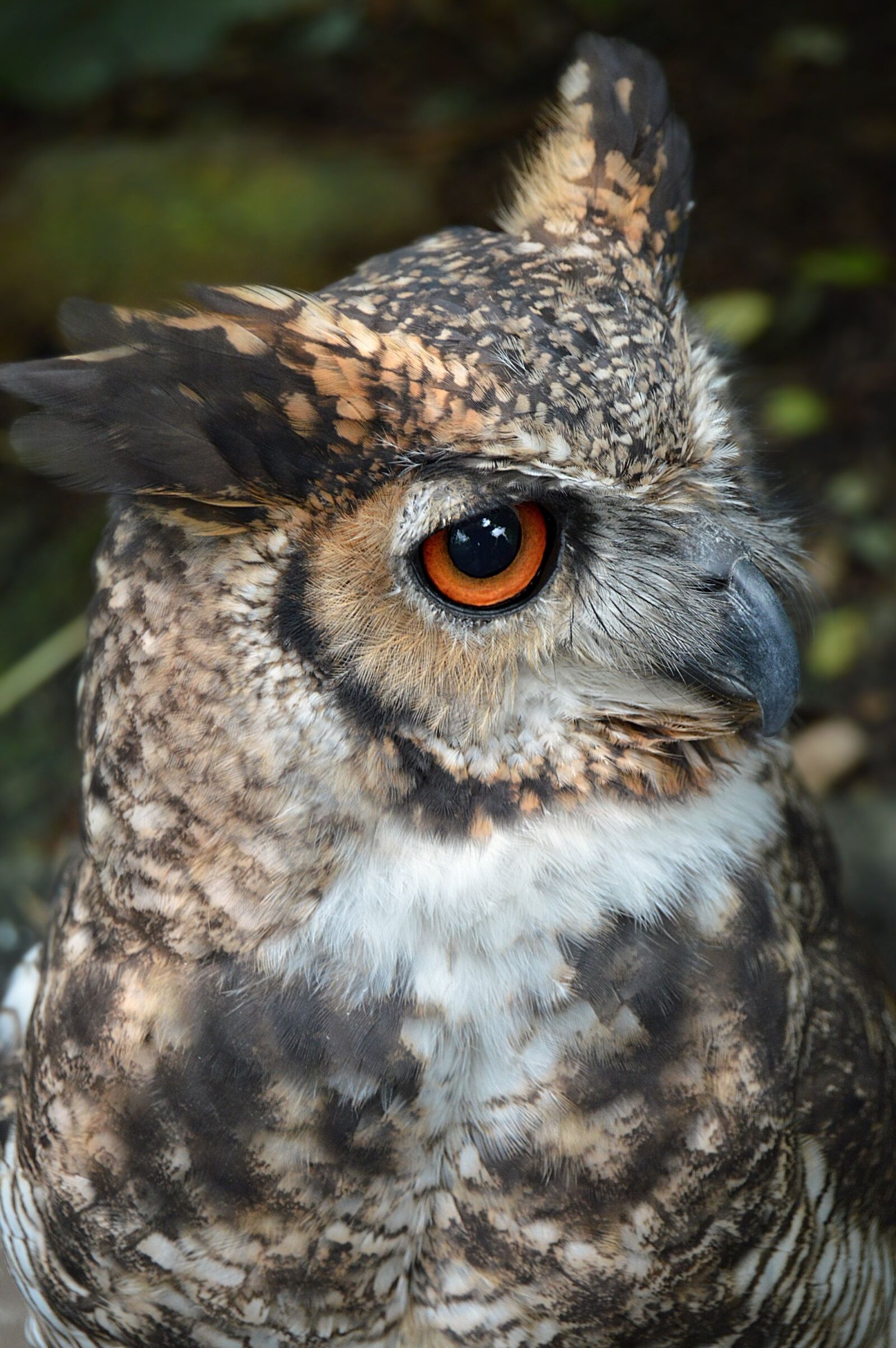 Nikon D3200 sample photo. Owl, ave, feathers photography
