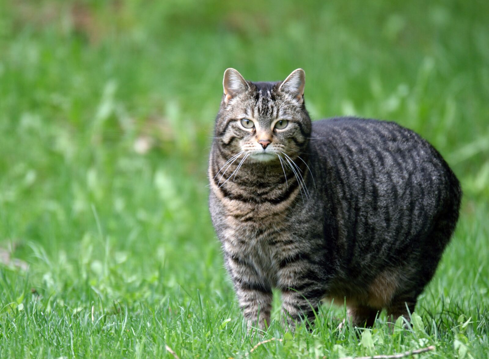 Nikon D5300 sample photo. Cat, domestic, tabby photography