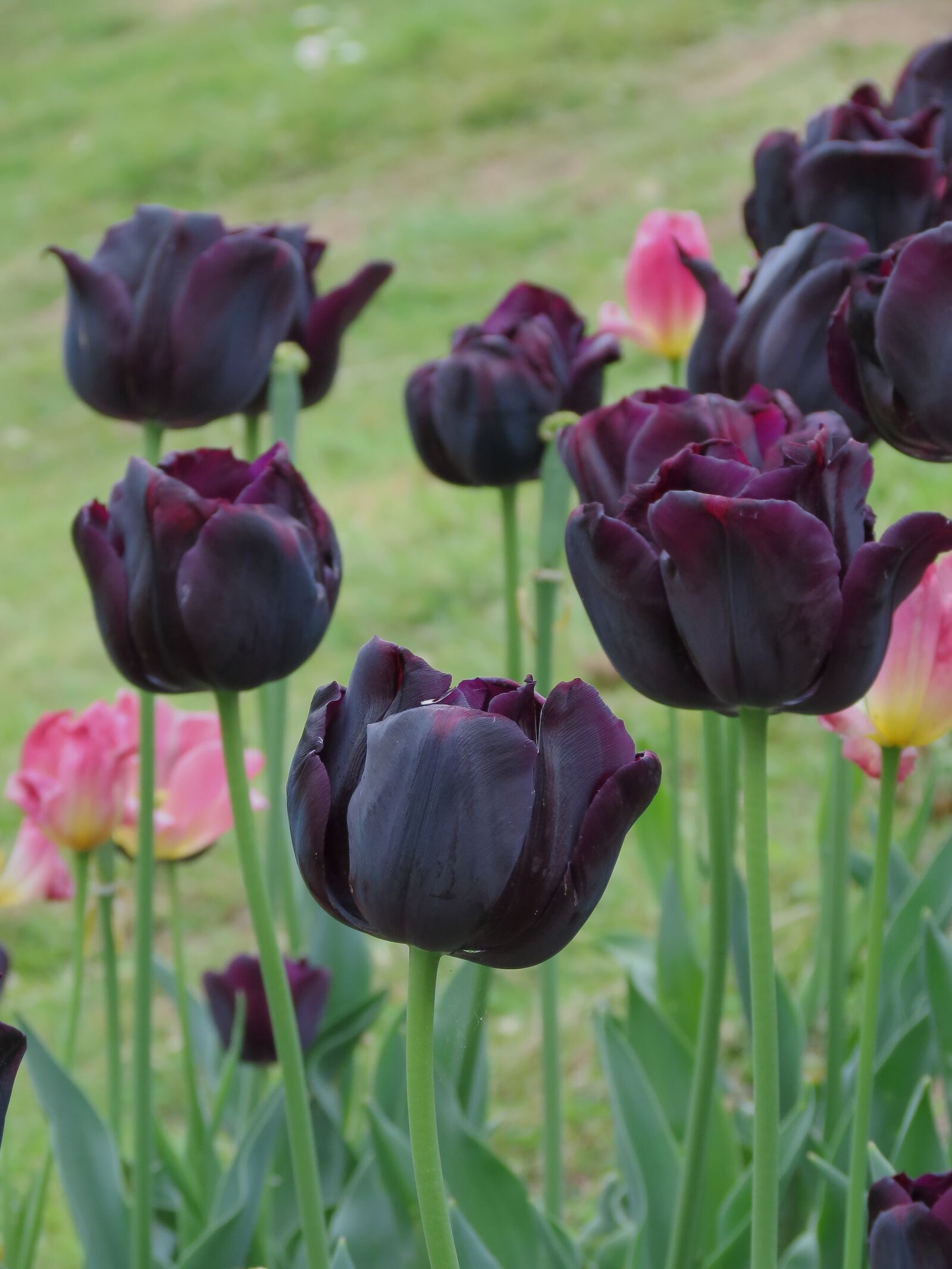 Canon PowerShot SX40 HS sample photo. Black tulip, flower, bloom photography