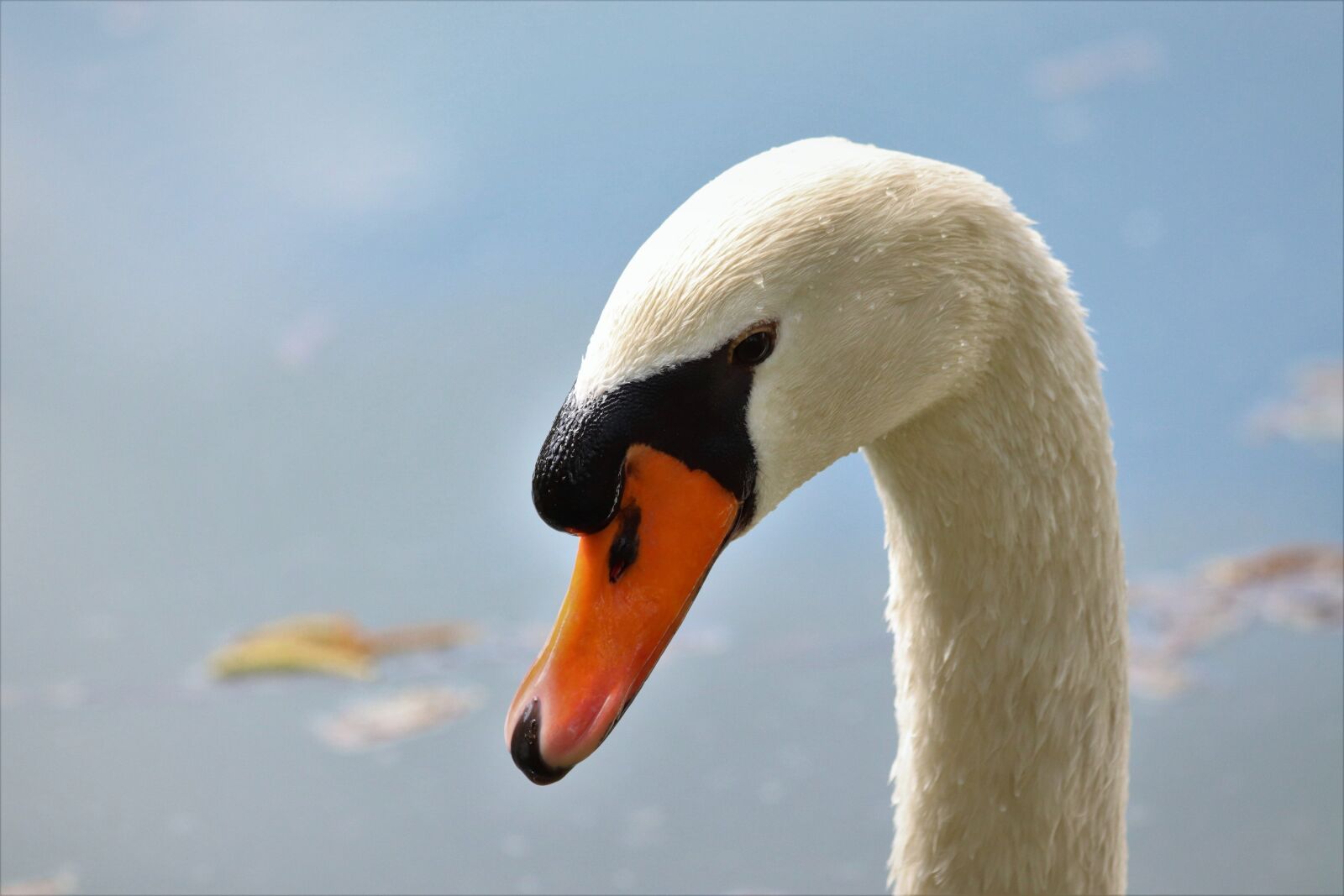 Canon EOS 200D (EOS Rebel SL2 / EOS Kiss X9) sample photo. White swan, head, elegant photography