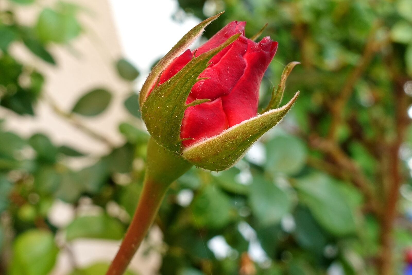 Sony DSC-RX100M5 sample photo. Rose, red, bud photography