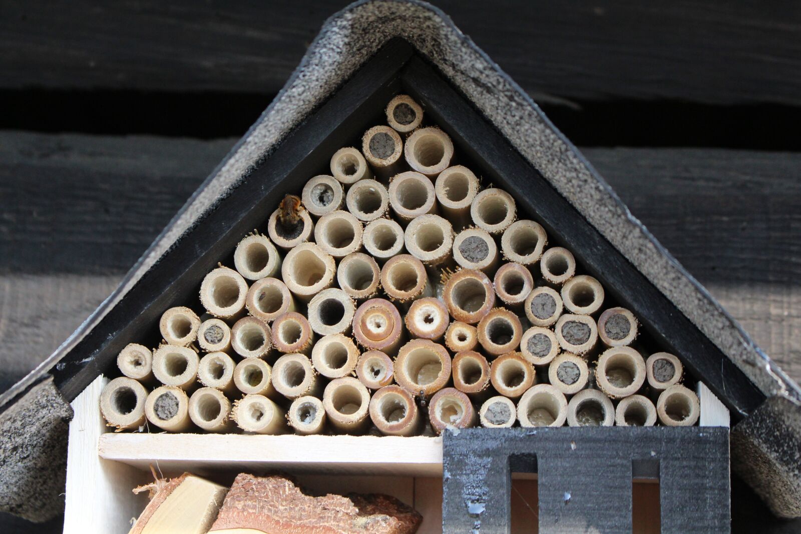 Canon EOS 700D (EOS Rebel T5i / EOS Kiss X7i) sample photo. Summer, bee hotel, insect photography