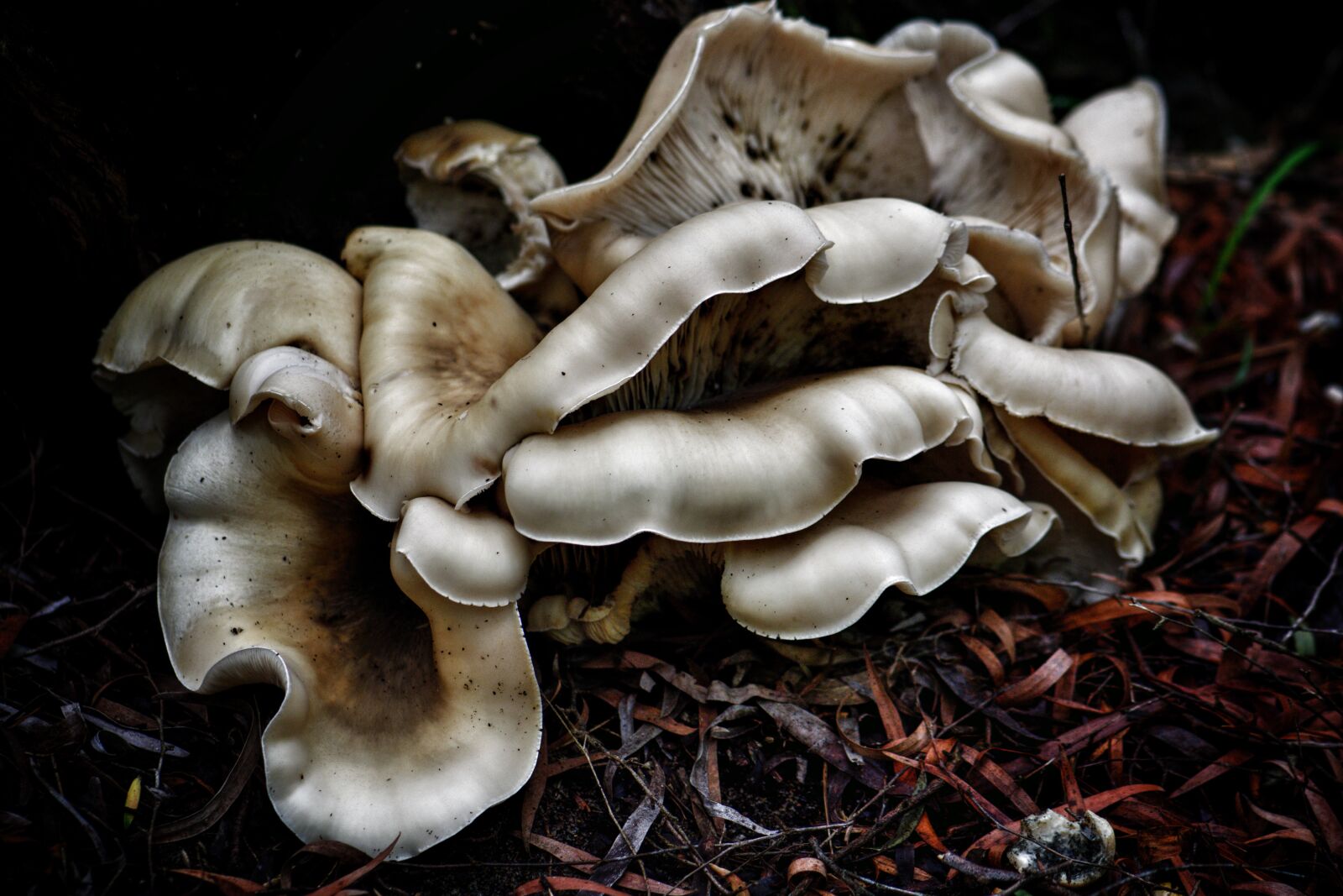 Nikon D3300 sample photo. Fungi, mushroom, forest photography