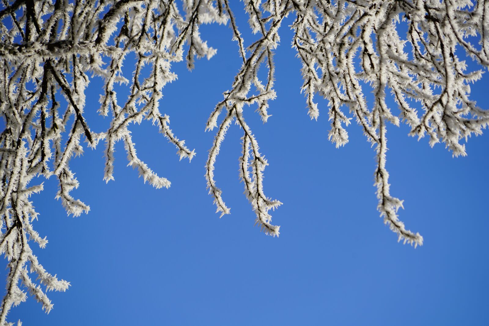 Sony a7R II + Sony FE 24-240mm F3.5-6.3 OSS sample photo. Aesthetic, hoarfrost, winter photography